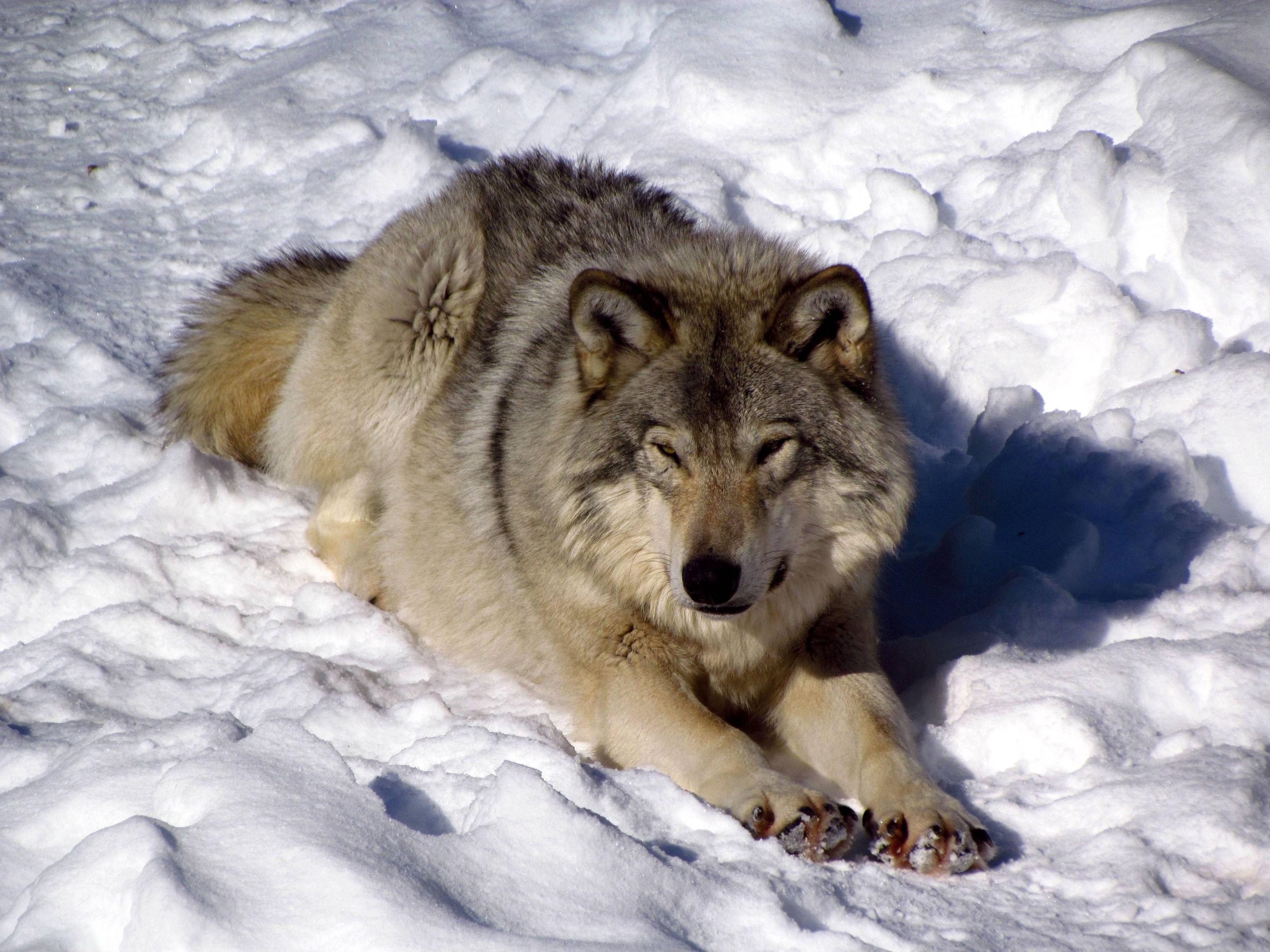 3030x2270 North American timber wolf snow wolves winter f wallpaper, Desktop