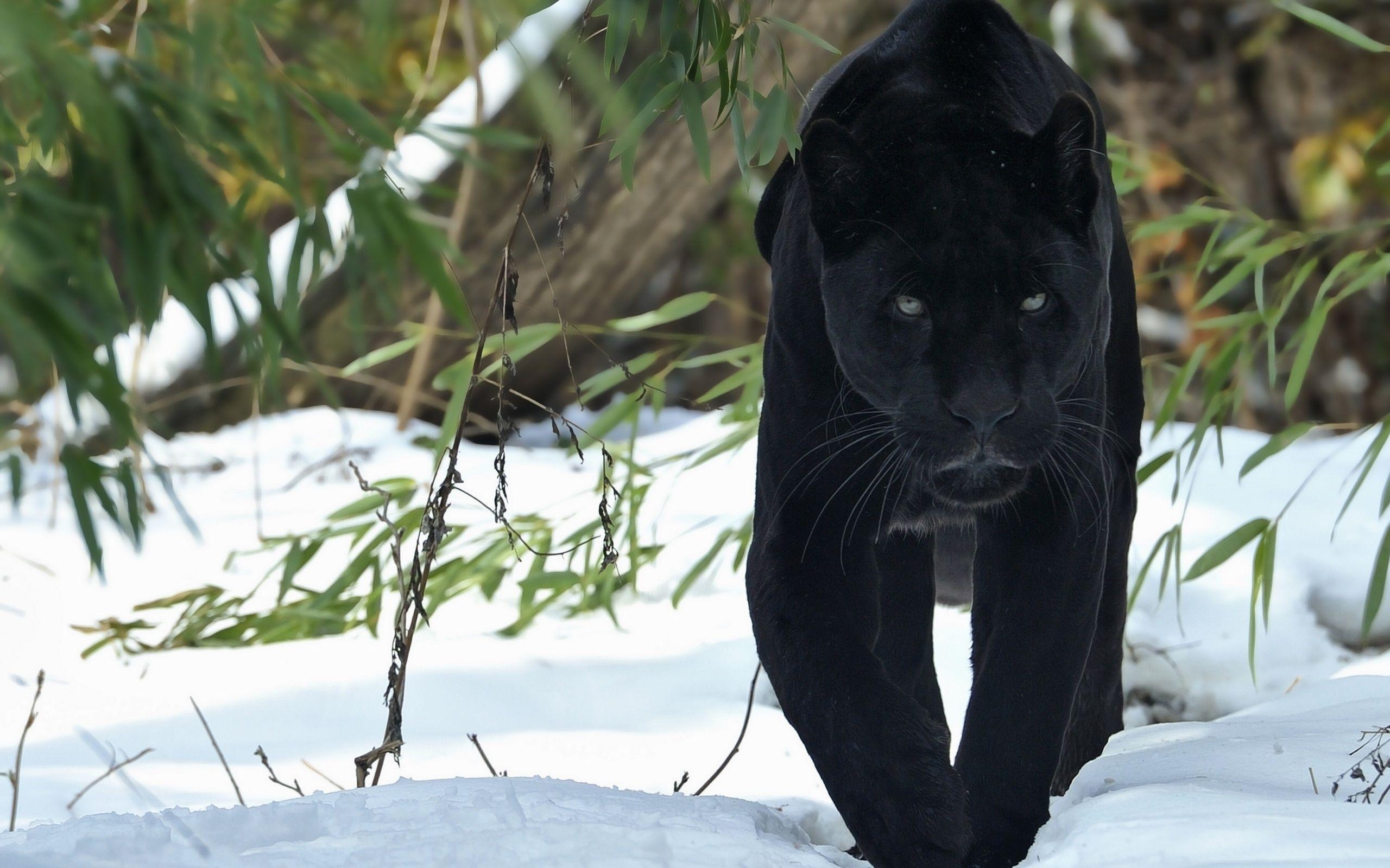 2560x1600 Black Panther Desktop Wallpaper, Desktop