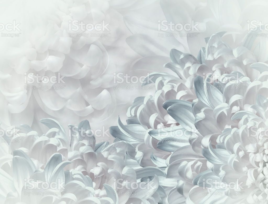 1030x790 Chrysanthemum Flowers Whiteblue Background Floral Collage Flower, Desktop