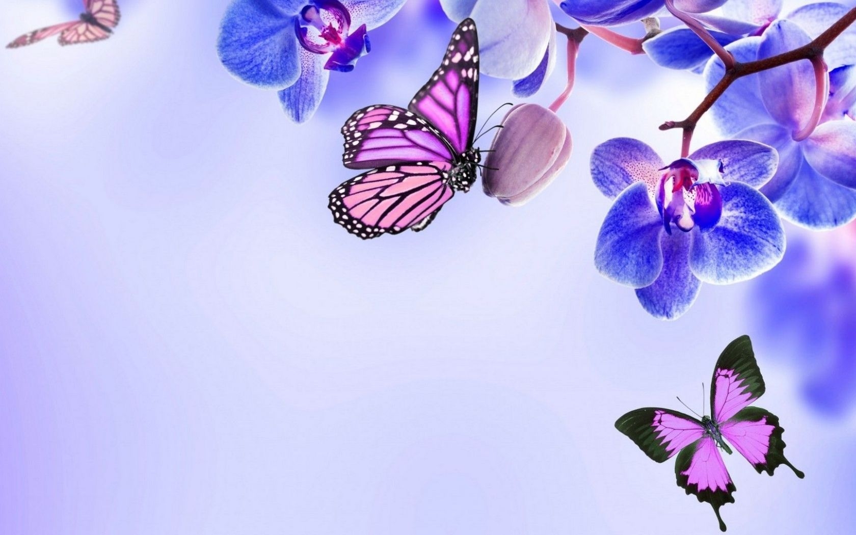 1680x1050 Free download Purple Butterfly Desktop Wallpaper Top Purple, Desktop