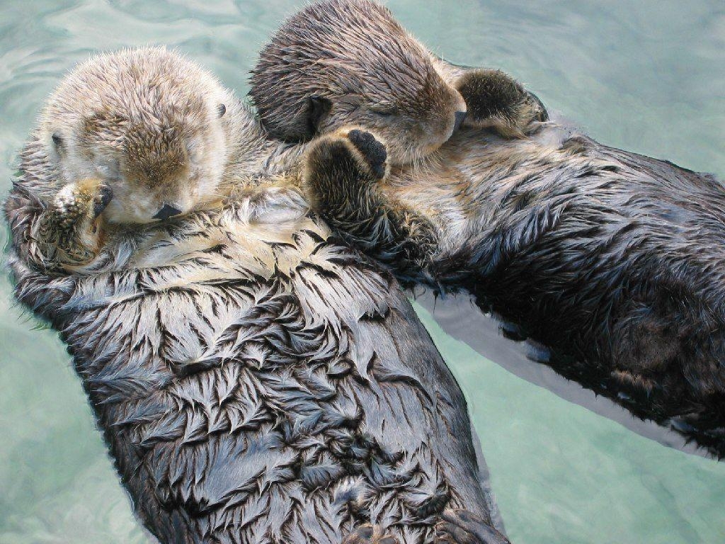 1030x770 Otters Holding Hands, Desktop