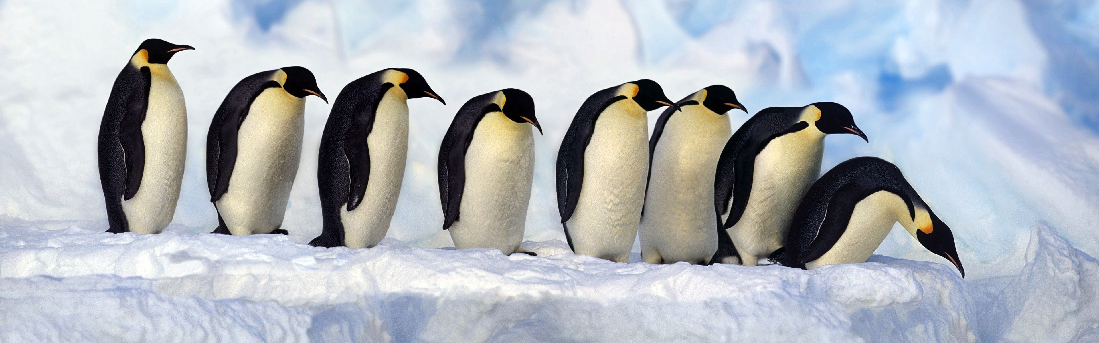 3840x1200 Penguin wallpaper, Penguins, Dual Screen