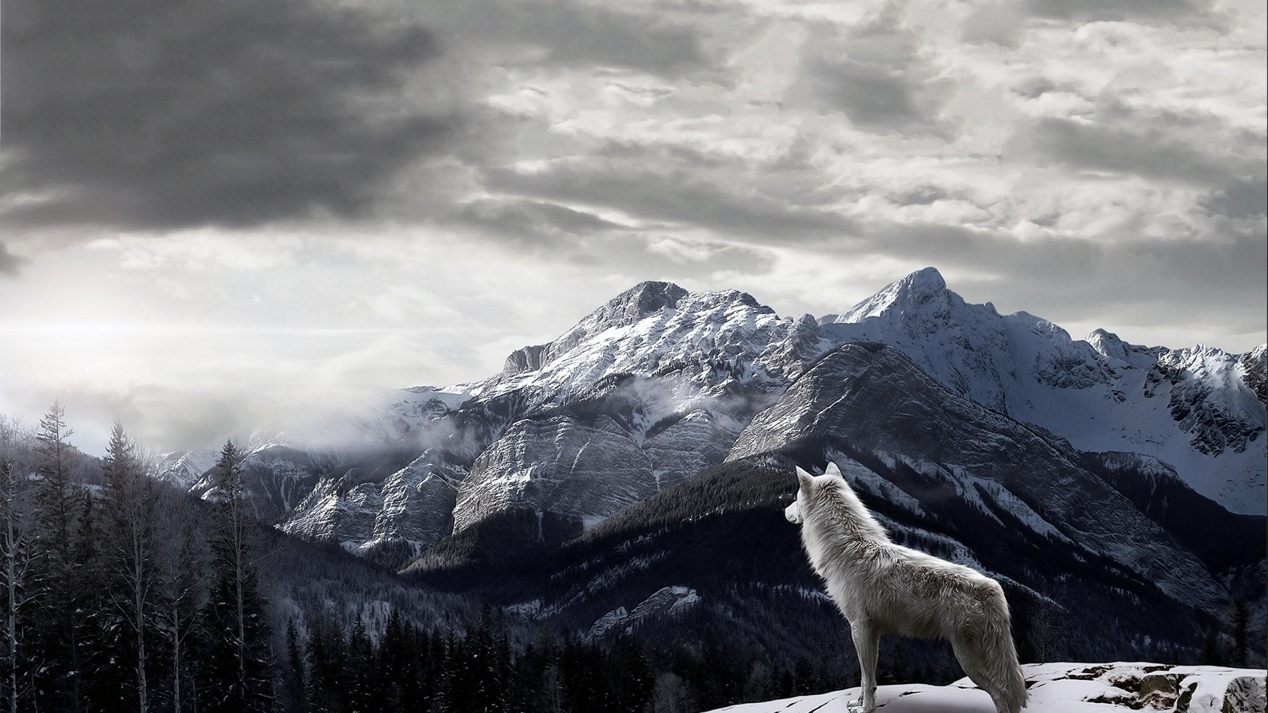 2560x1440 Artwork, HD Vector Image Wolf, Artistic, Fantasy Wallpaper, Laptop, Desktop