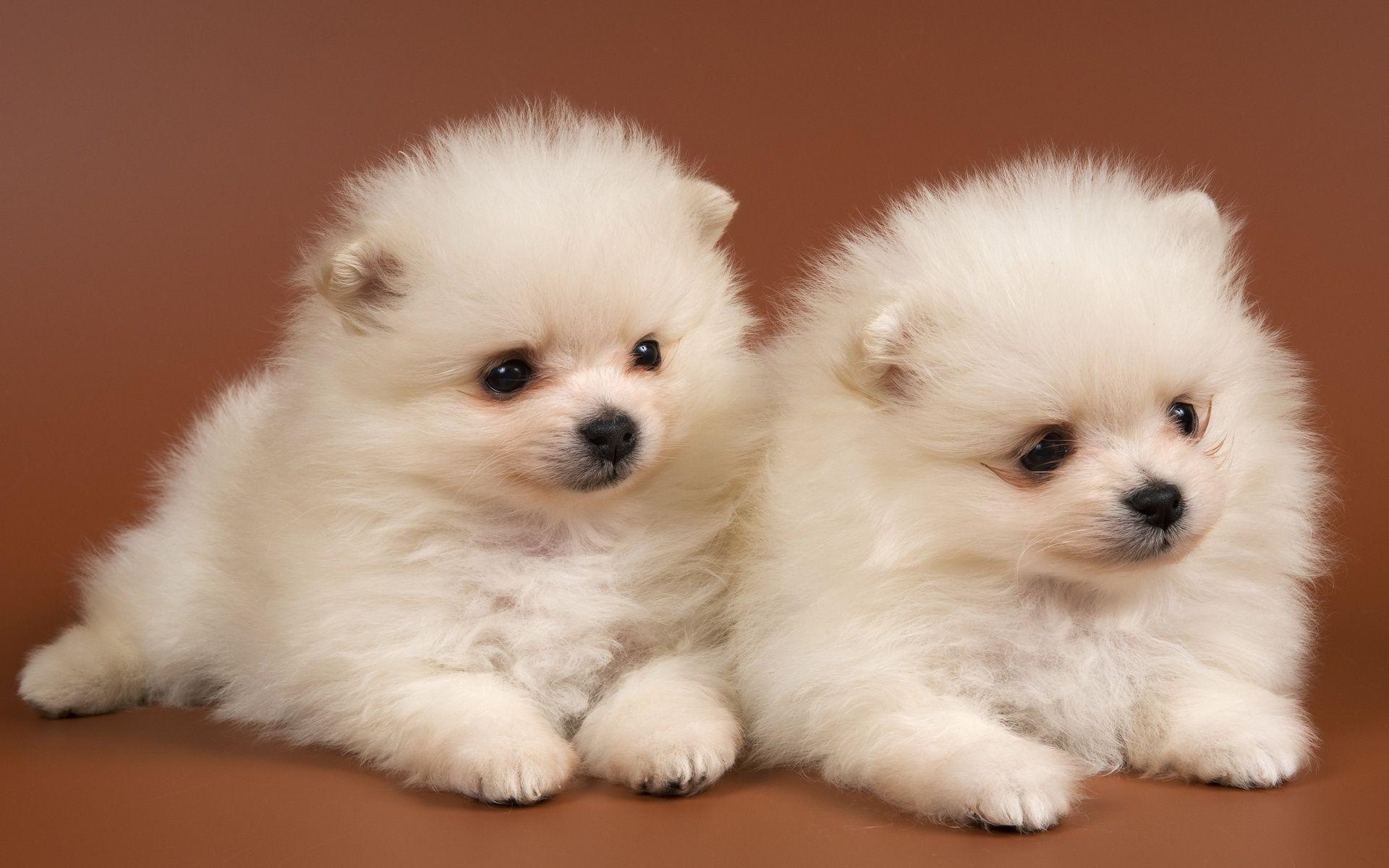 1920x1200 Fluffy puppies Chow Chow snow white. Android wallpaper for free, Desktop