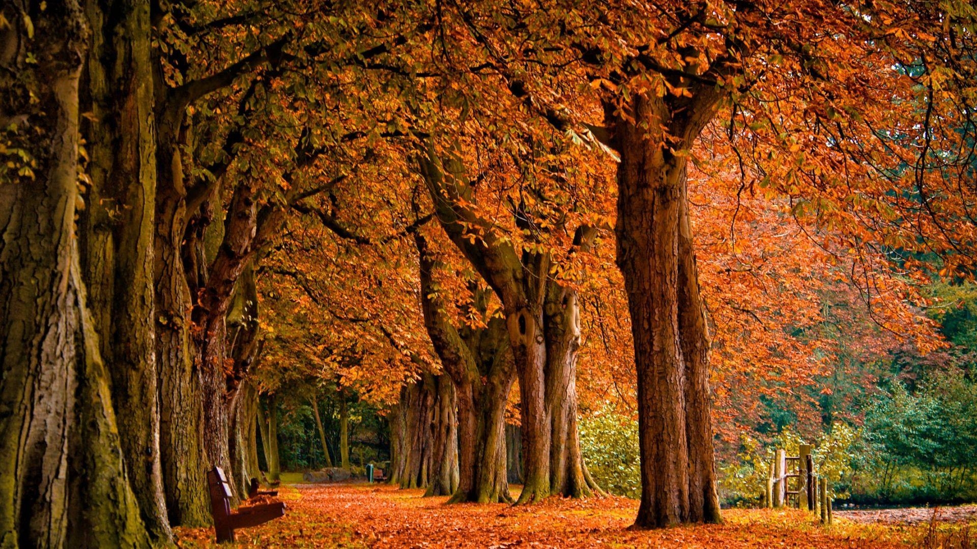 1920x1080 Desktop Fall Wallpaper High Quality. Autumn landscape, Autumn scenery, Fall wallpaper, Desktop