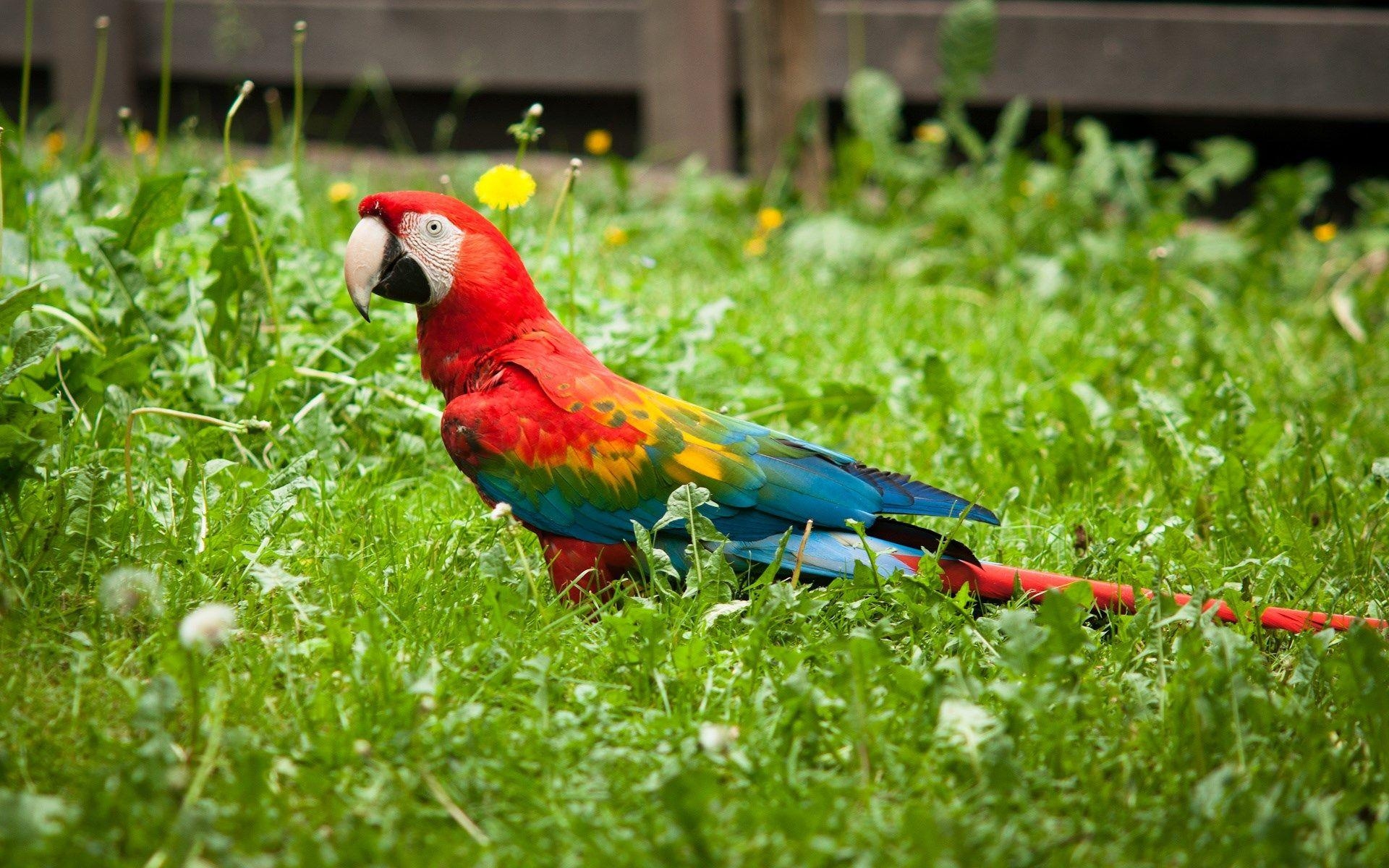 1920x1200 Red Green Macaw Wallpaper Wide Download Wallpaper Laptop HD, Desktop