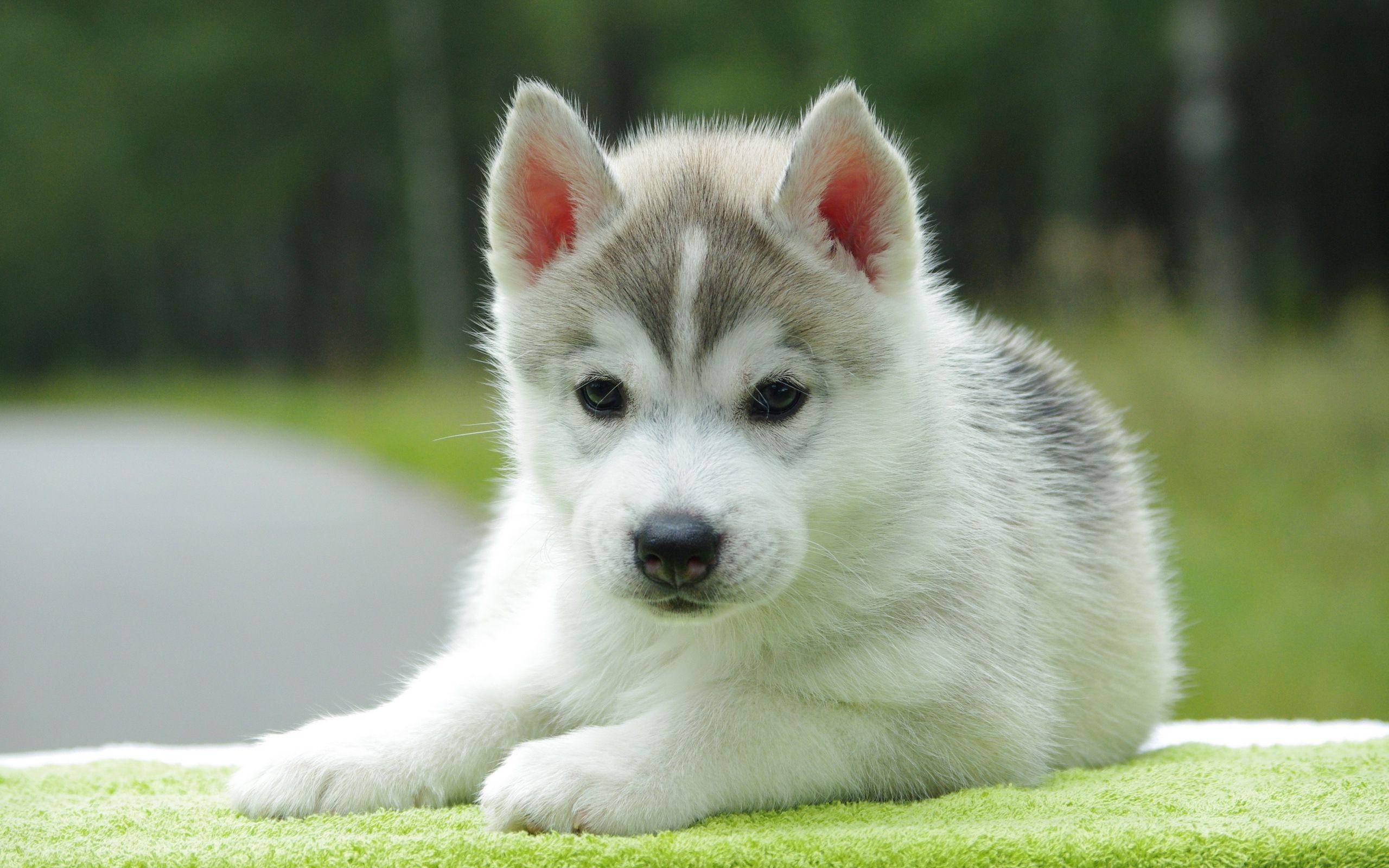 2560x1600 Free Download Cute Puppy Wallpaper, Desktop