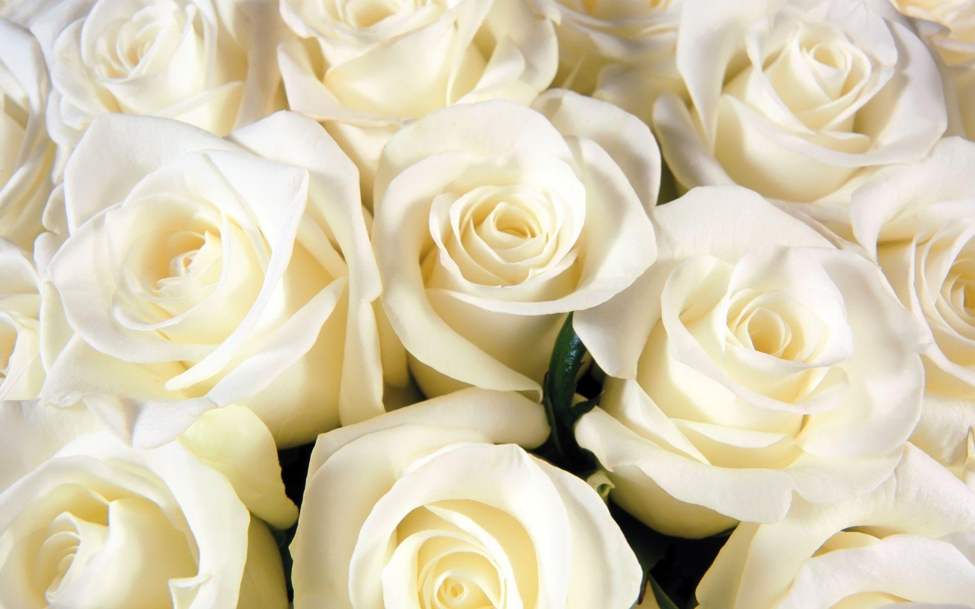 1920x1200 Beautiful White Roses Desktop Wallpaper, Desktop