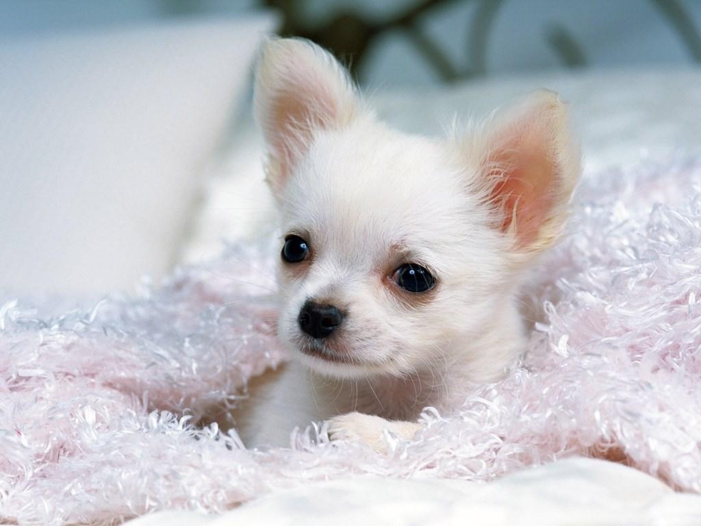 1030x770 Chihuahua Wallpaper For iPad 26 Free Wallpaper. Desktop Background, Desktop