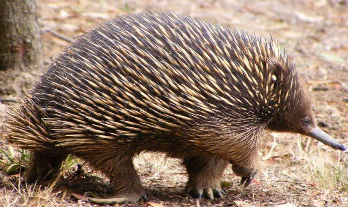 1200x720 Echidna together with the platypus, are the only extant mammals that, Desktop