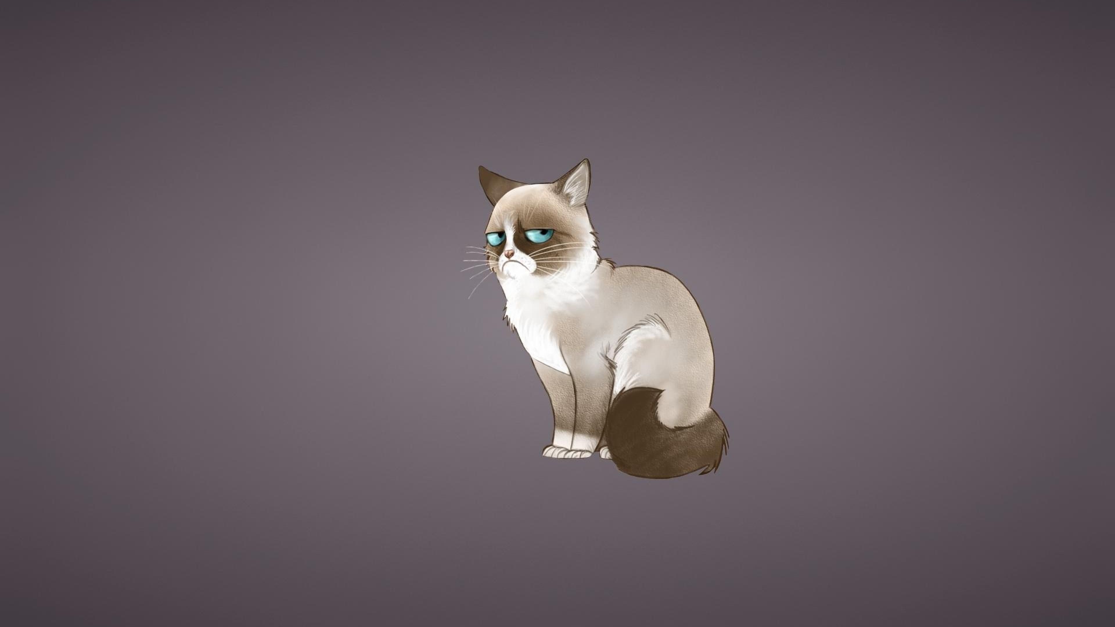 3840x2160 Grumpy Cat Pics HD, Desktop