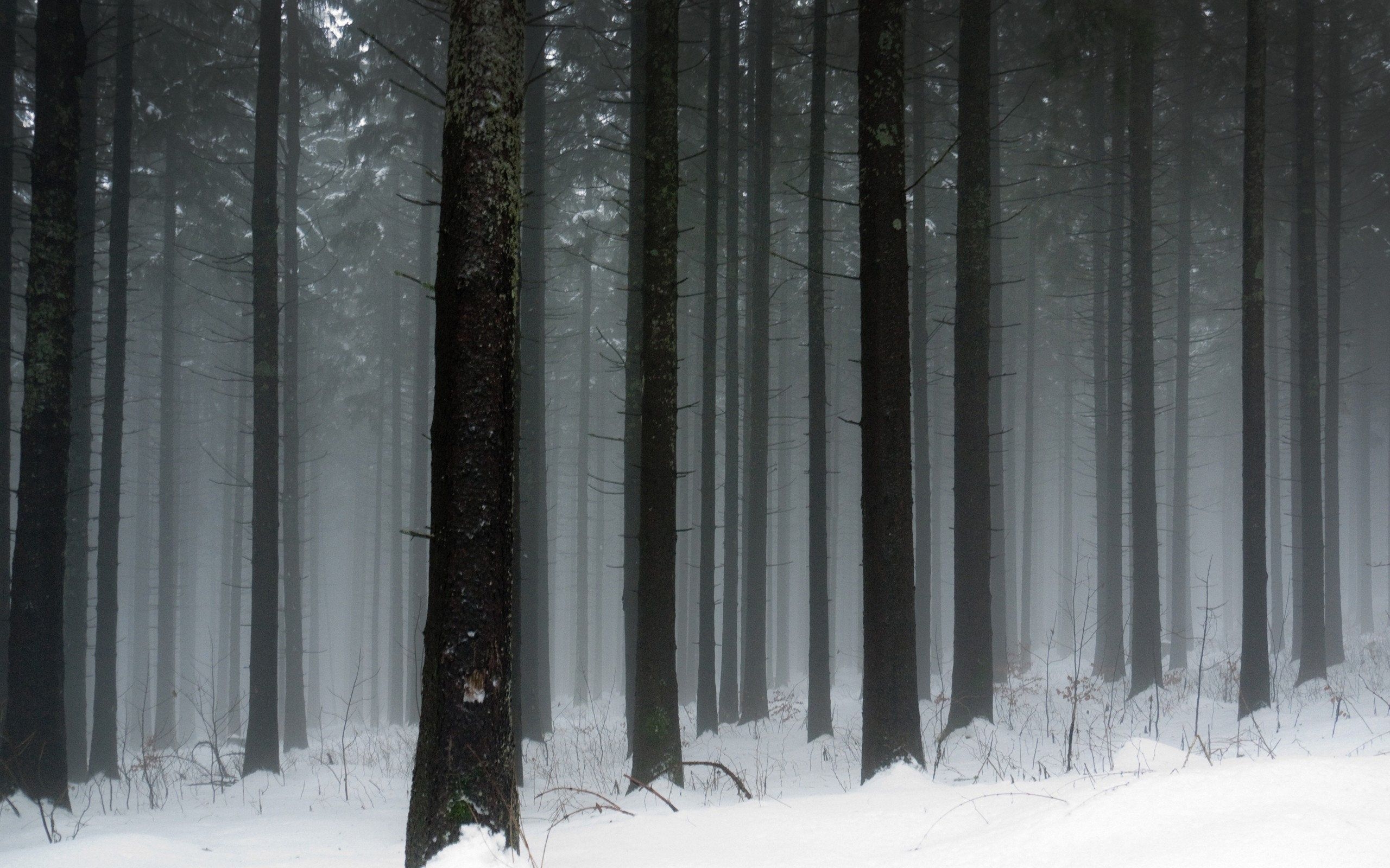 2560x1600 Dark Winter Forest Wallpaper, HD Dark Winter Forest Background on WallpaperBat, Desktop