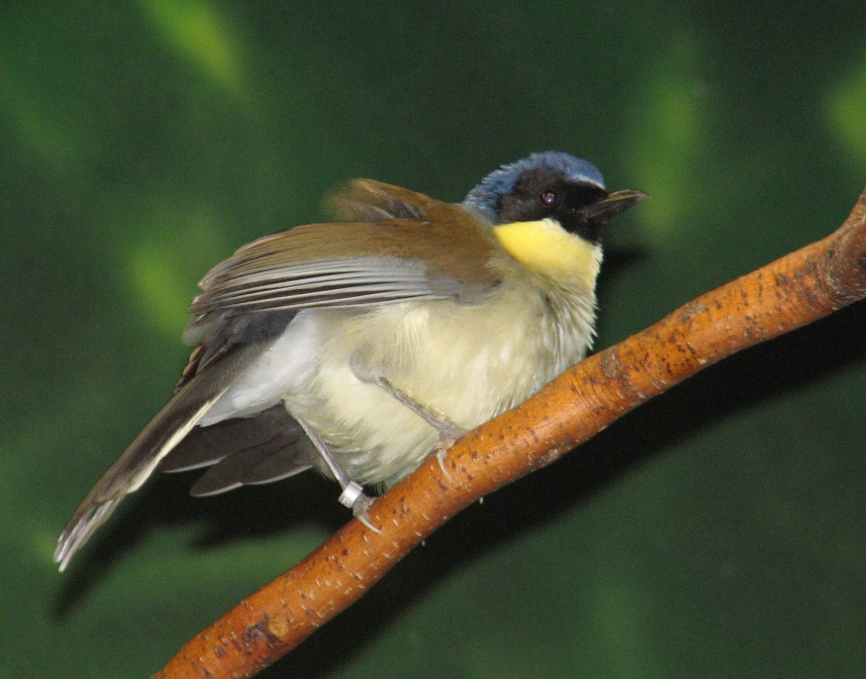 1720x1350 Animals World: wallpaper of different laughing thrush birds, Desktop