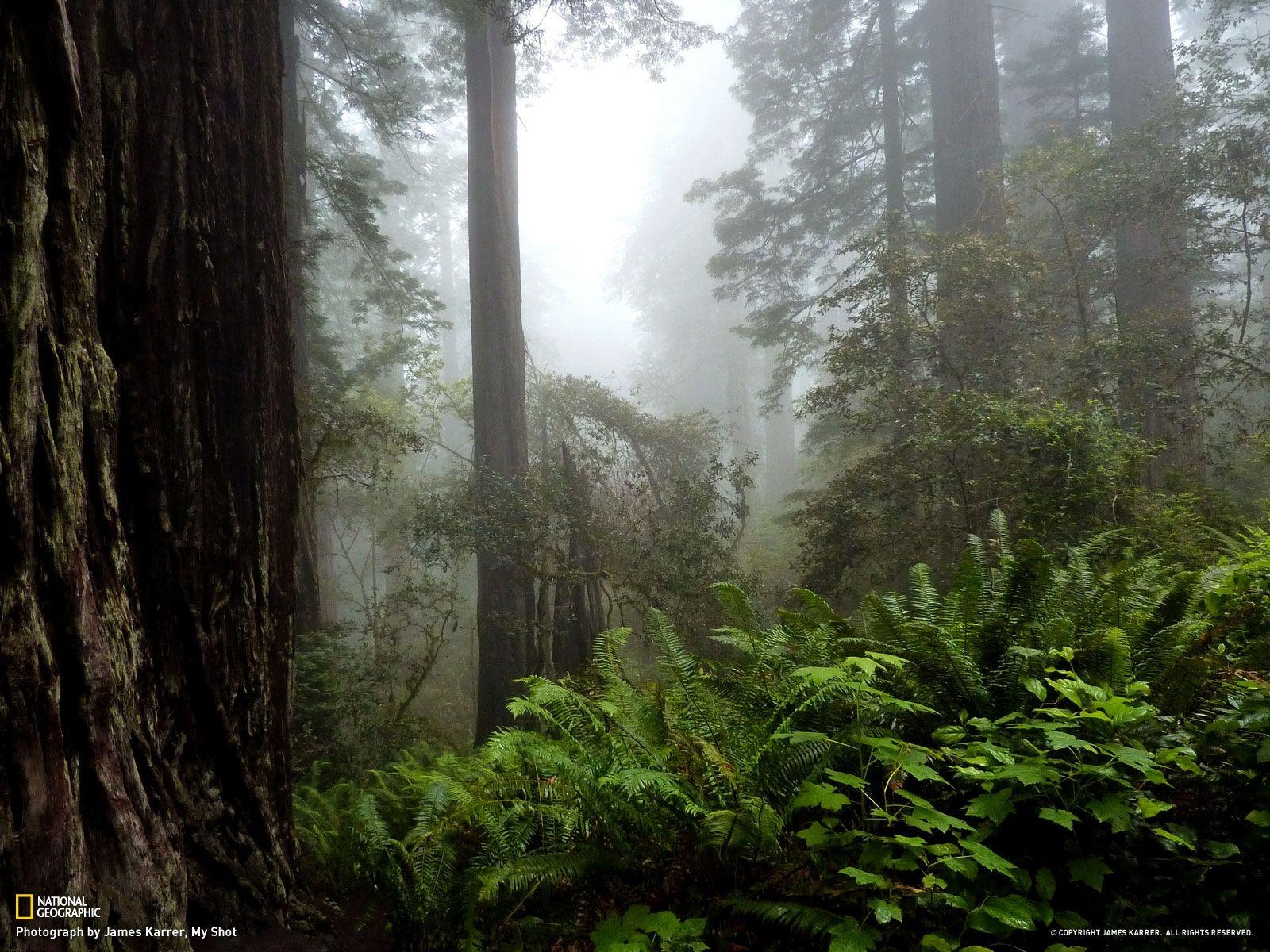 1600x1200 Redwood National Park, Desktop