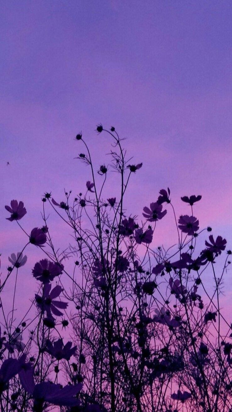 740x1310 floweraesthetic. Purple wallpaper, Dark purple aesthetic, Sky, Phone