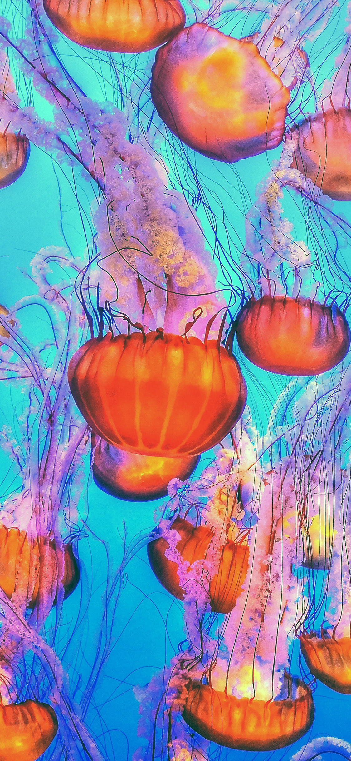 1130x2440 Jellyfish Water Ocean Orange Blue Wallpaper, Phone