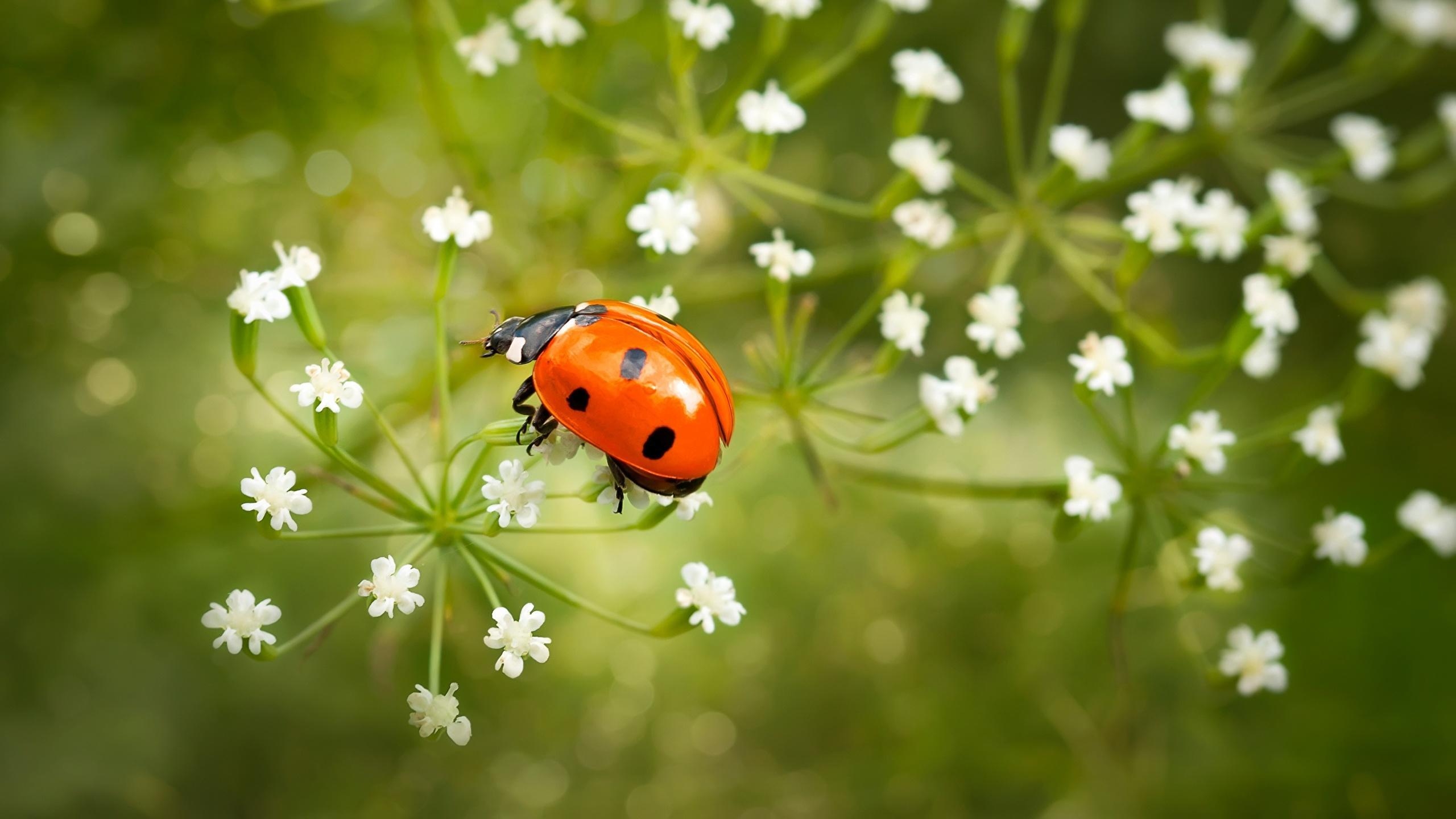 2560x1440 Lady Bird Wallpaper, Desktop