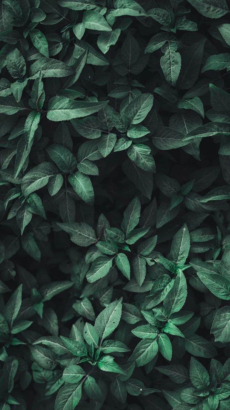 740x1310 Free download Green Aesthetic green aesthetic leaves nature, Phone