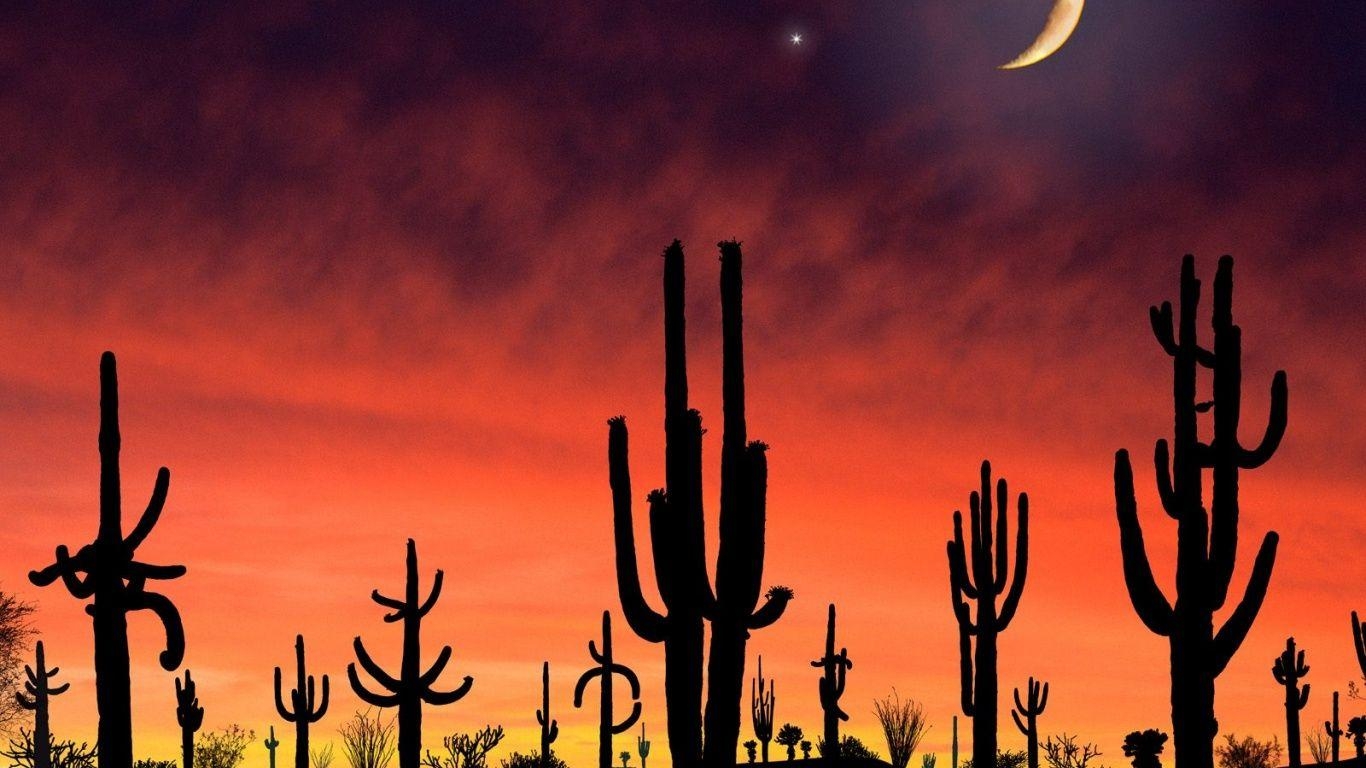 1370x770 Arizona wallpaper Saguaro National Park in Arizona Wallpaper, Desktop