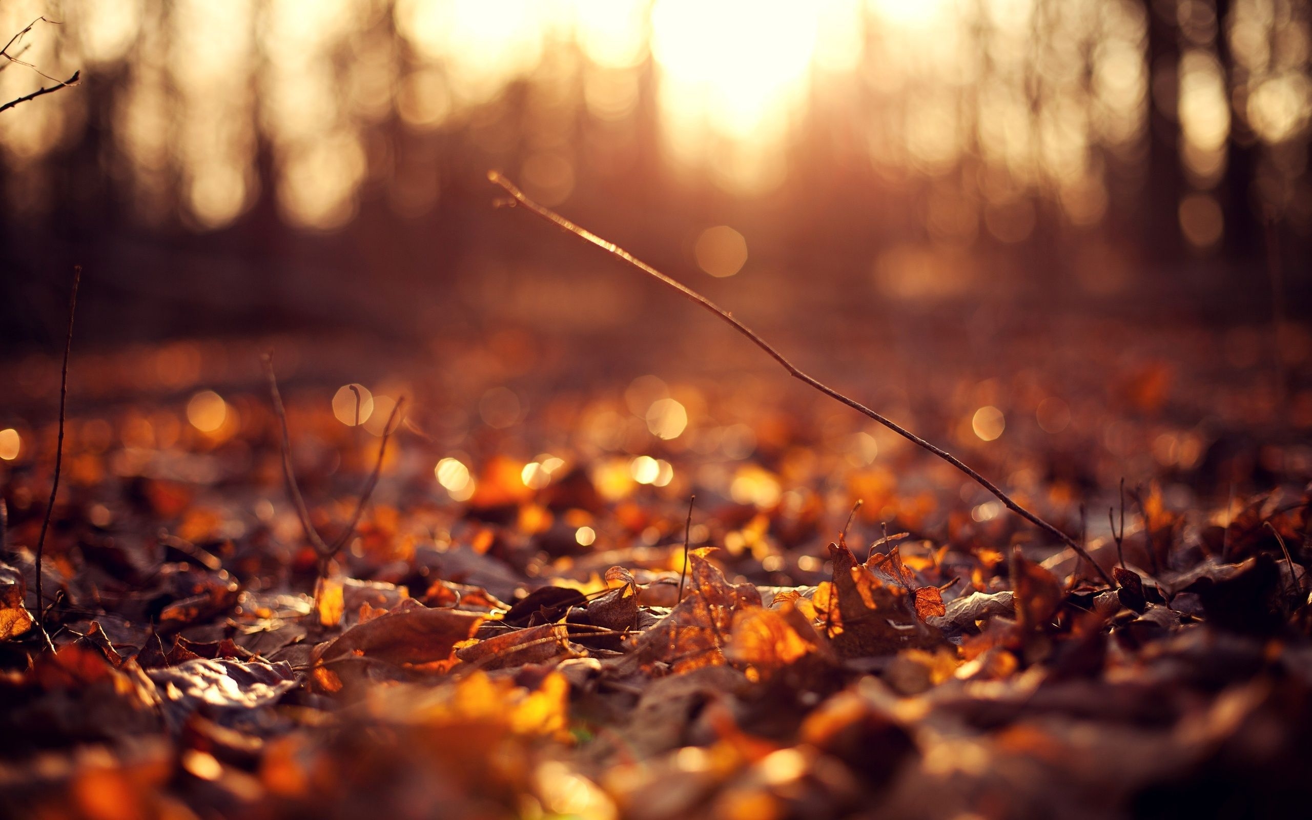 2560x1600 Dark Vintage Autumn Wallpaper, Desktop