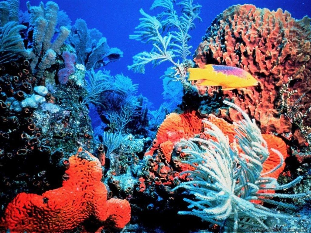 1030x770 Coral Reef Florida Keys Ocean Life 11280x960 Deluxe Wallpaper, Desktop