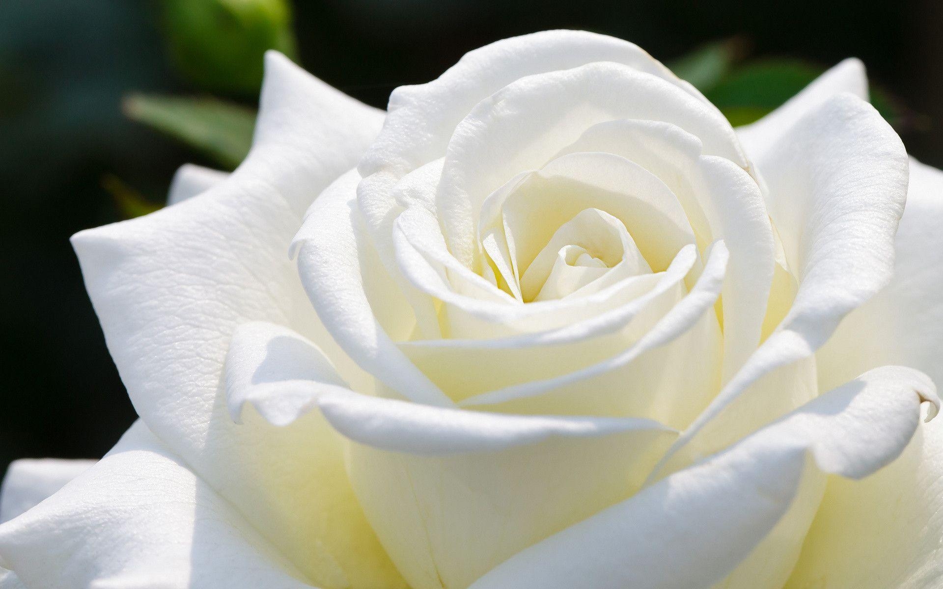 1920x1200 White Rose Hd Wallpaper, Desktop