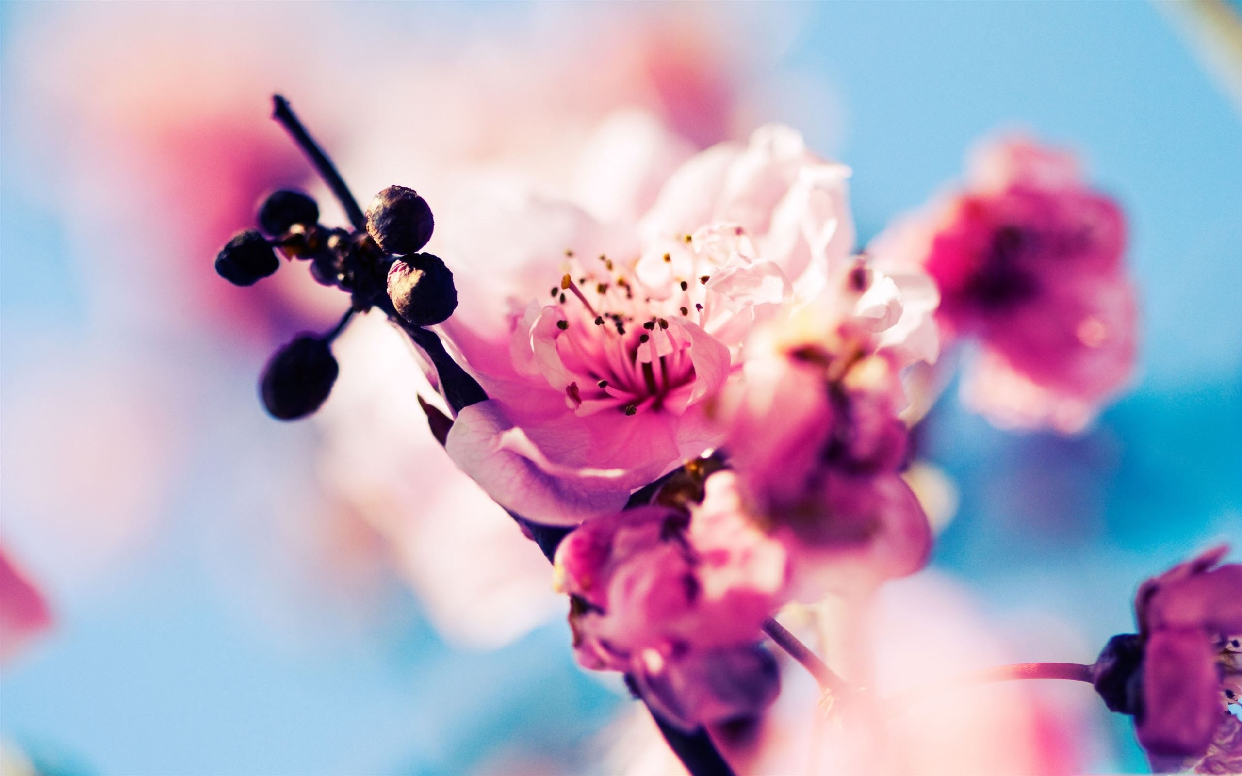 2560x1600 Early Spring MacBook Air Wallpaper Download, Desktop