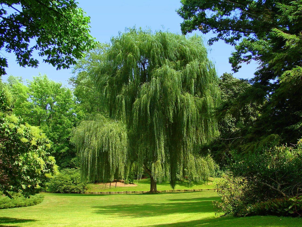 1280x960 Free download Weeping Willow Tree Wallpaper This gorgeous weeping willow [] for your Desktop, Mobile & Tablet. Explore Weeping Willow Tree Wallpaper. Willow Tree Wallpaper, Desktop