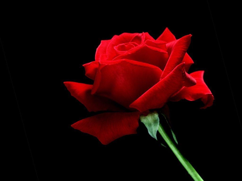 1030x770 Red Rose Wallpaper, Desktop