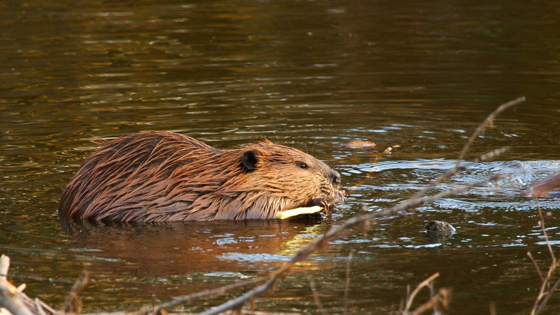 1920x1080 beaver, Rodent, Castor Wallpaper HD / Desktop and Mobile, Desktop