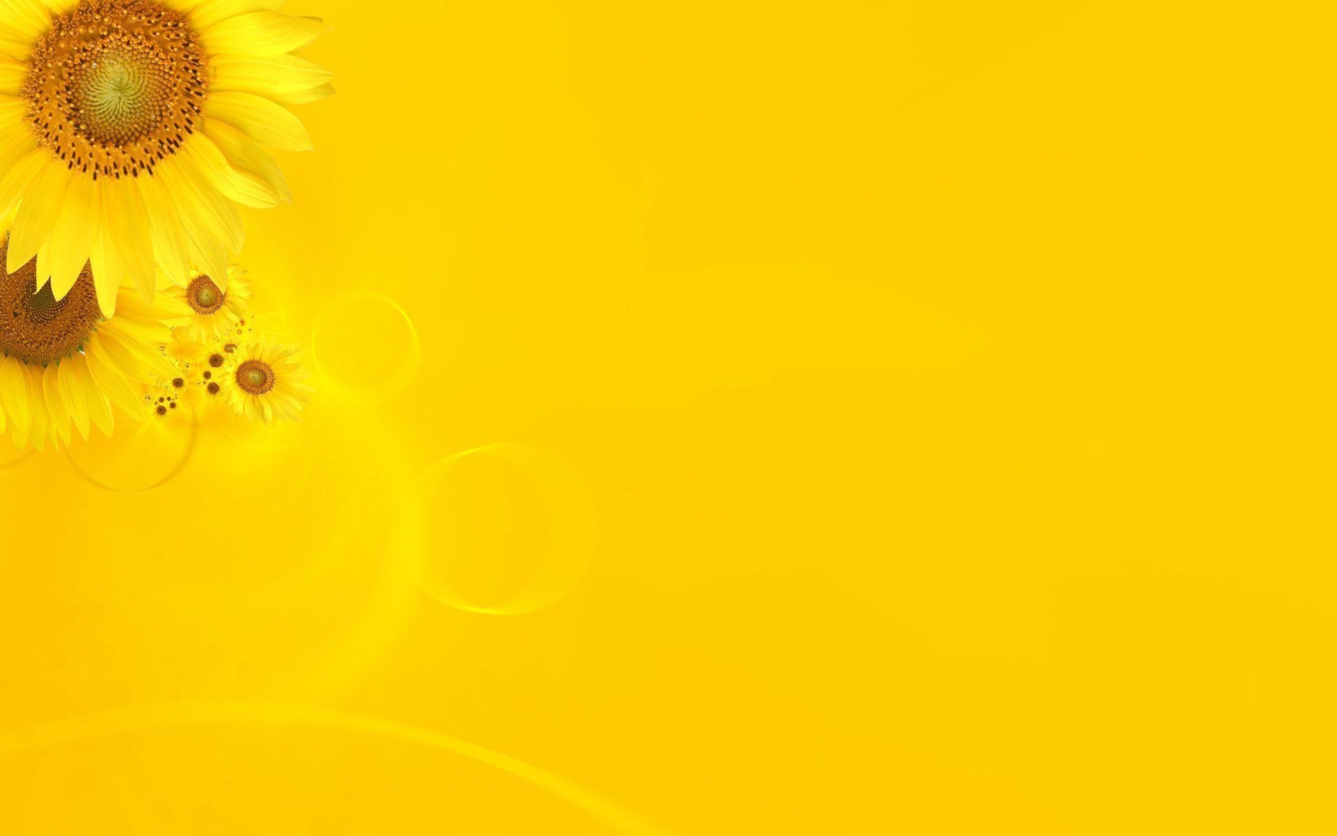 1920x1200 Yellow Sunflower Wallpaper, Desktop