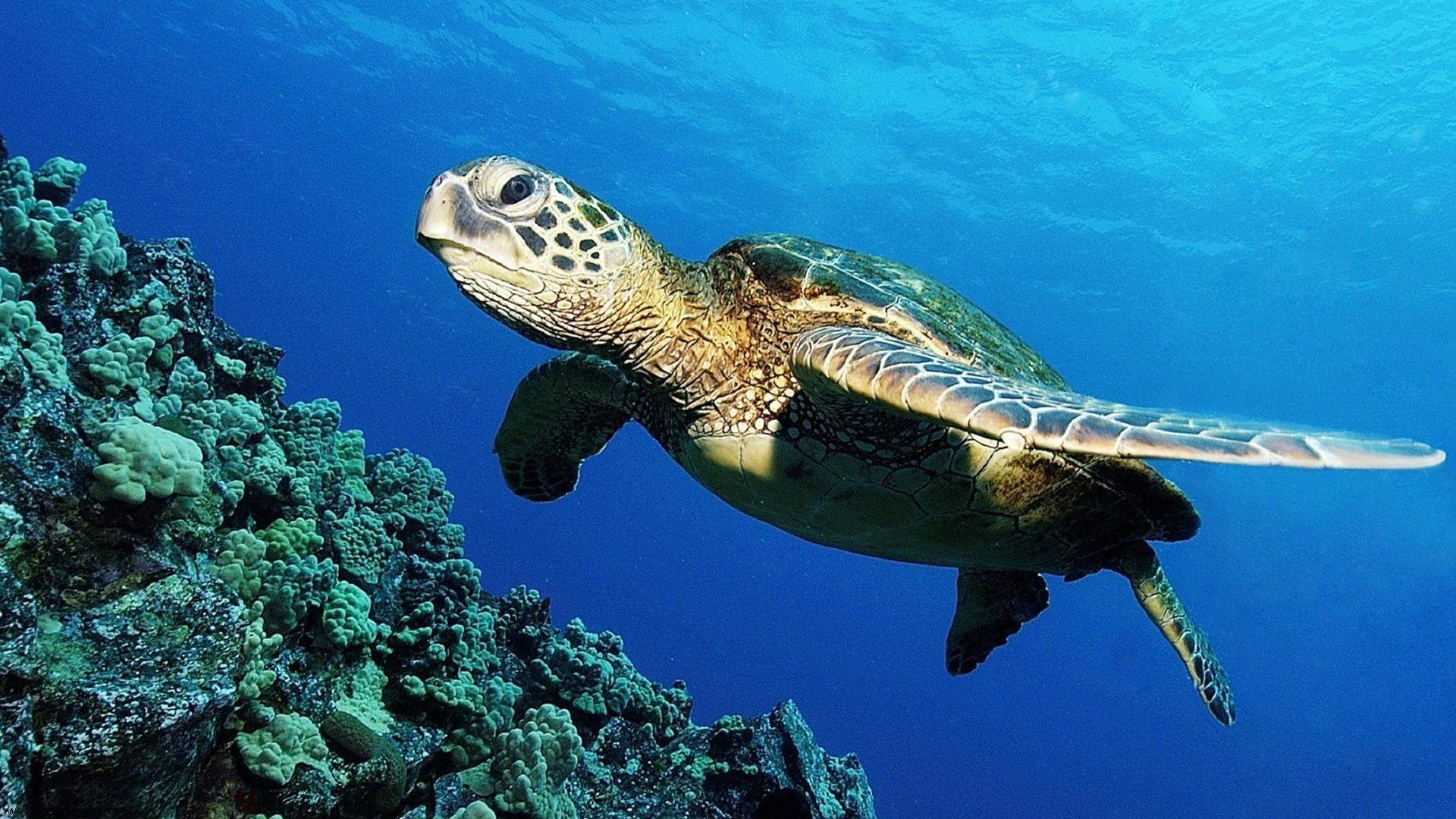 1920x1080 Sea Turtle Wallpaper, Desktop