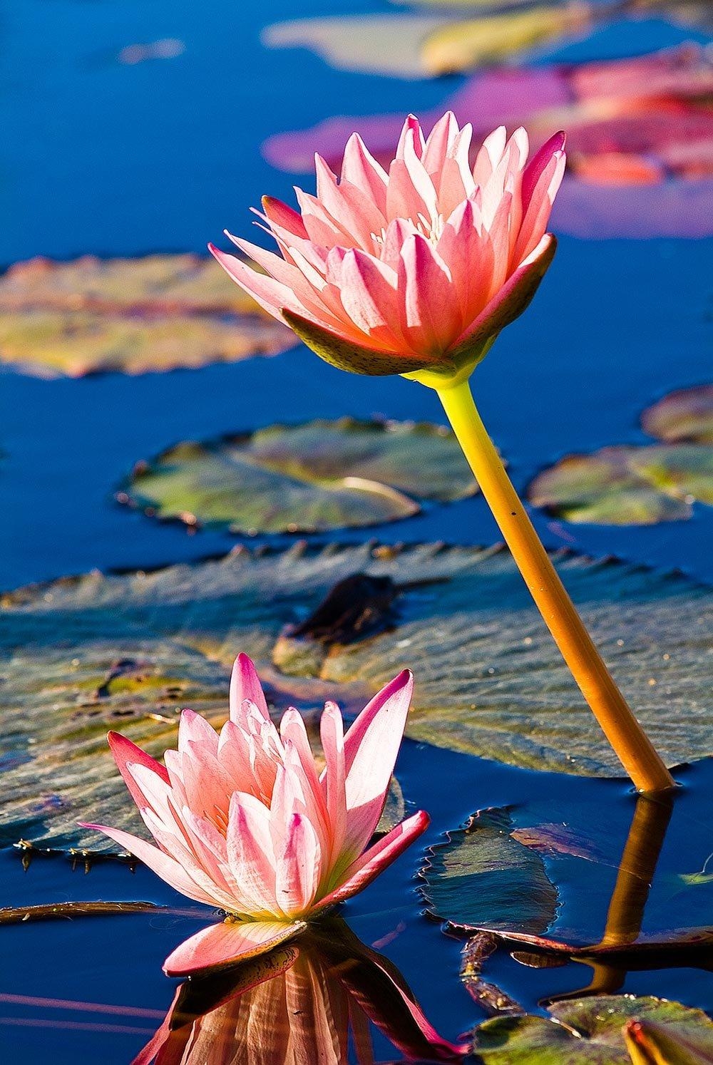 1000x1500 Blooming Lotus Flowers Yucatan Peninsula Wallpaper Wall Mural, Phone