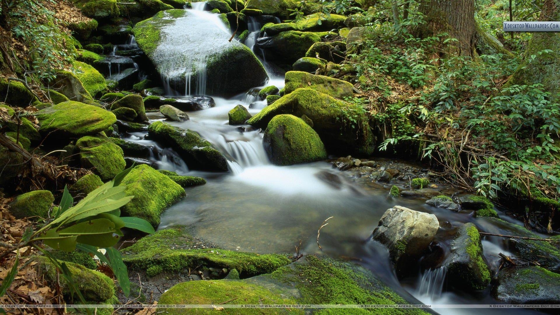 1920x1080 Cascade at Roaring Fork in April, Great Smoky Mountains National, Desktop