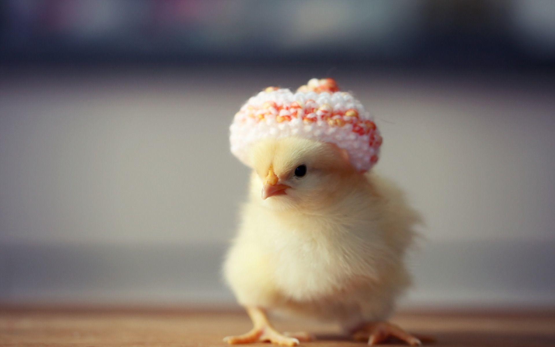 1920x1200 Baby Chicks Wallpaper, Desktop