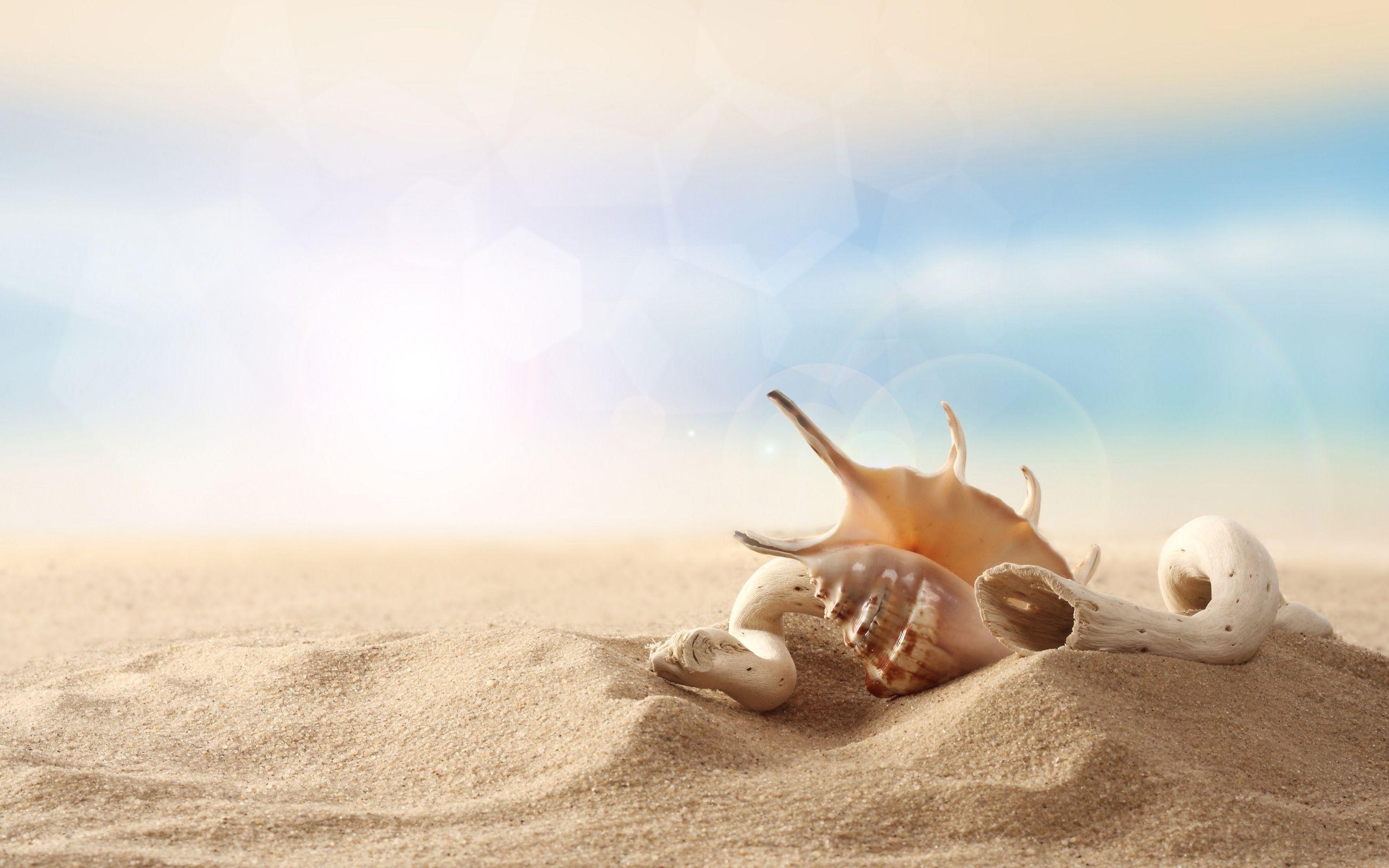 2560x1600 Seashells At The Sandy Beach Wallpaper, Desktop