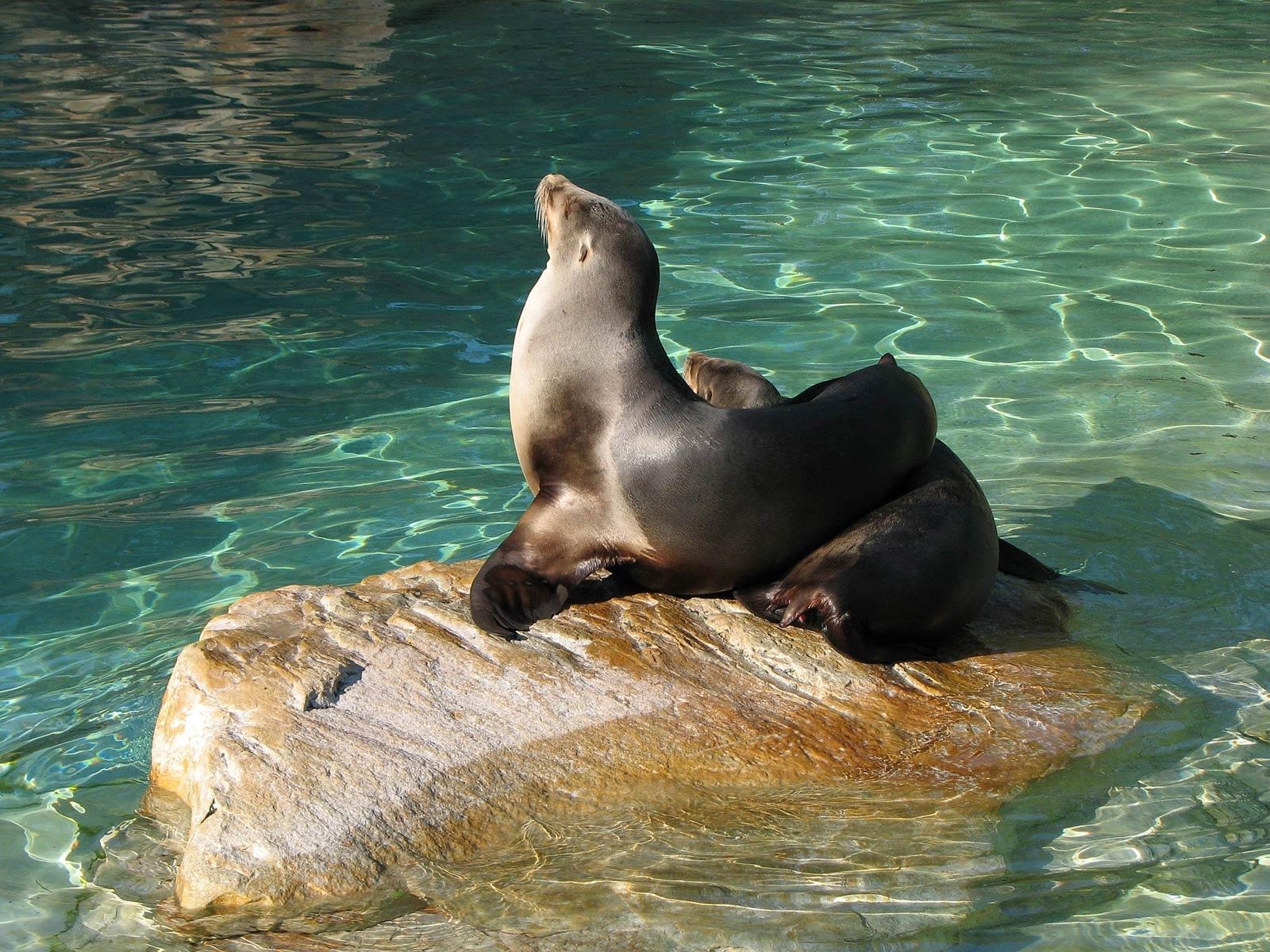 1600x1200 Free Eared Seal Wallpaper download, Desktop