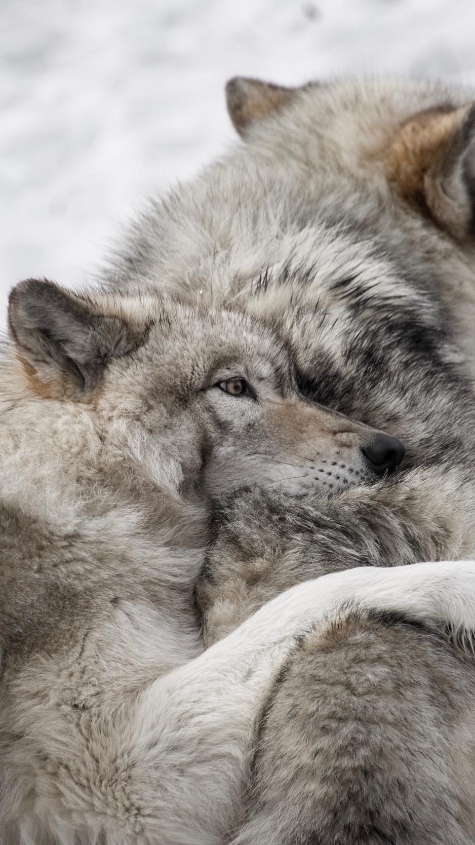 940x1670 Download wallpaper  wolves, couple, care, wildlife, Phone