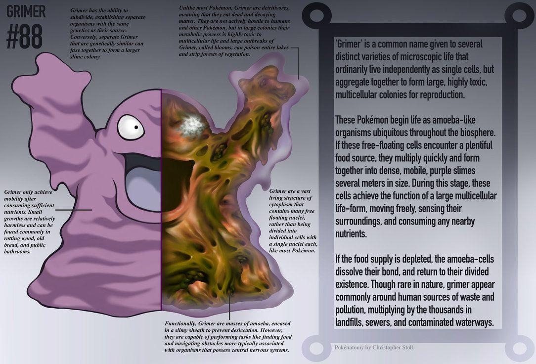 1090x740 Grimer Anatomy Pokedex Entry By Christopher Stoll, Desktop