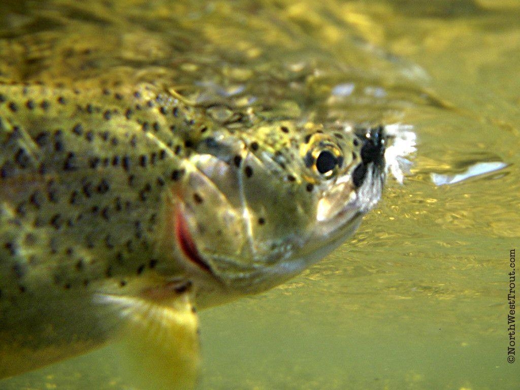 1030x770 Downloads.com & NWTrout.com fly fishing, Desktop