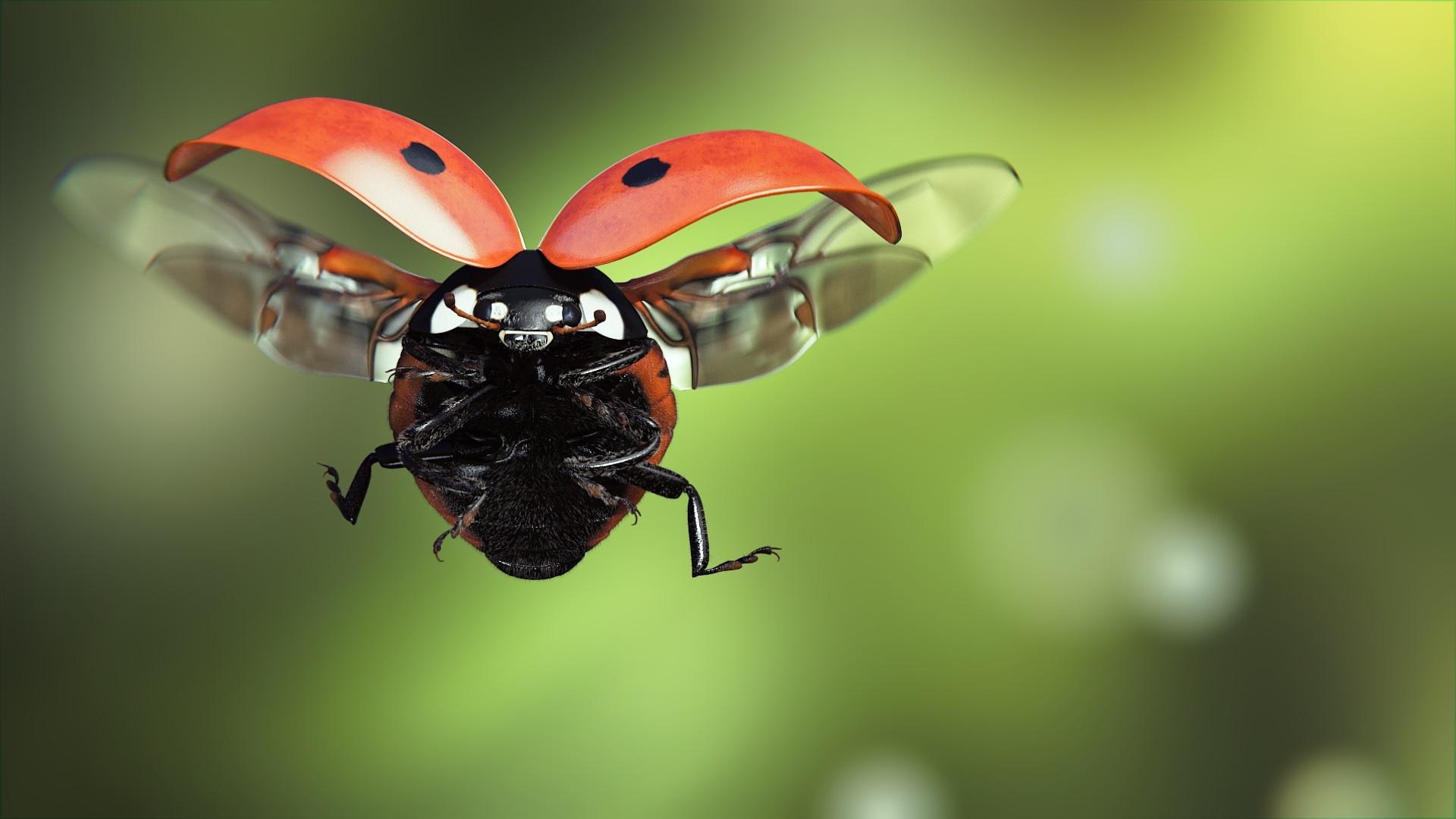 1920x1080 image Ladybugs Flight Animals Closeup, Desktop