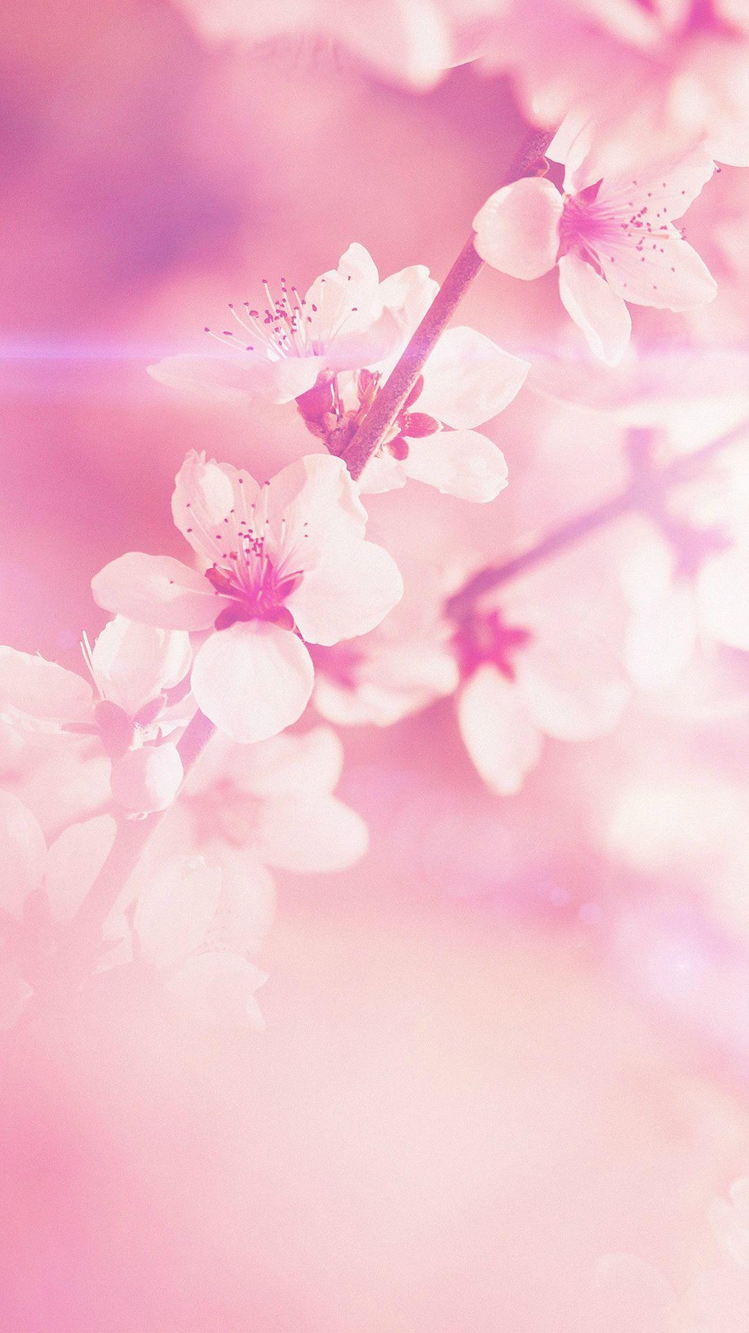 1080x1920 Light Pink Floral iPhone Wallpaper Free Light Pink Floral iPhone Background, Phone