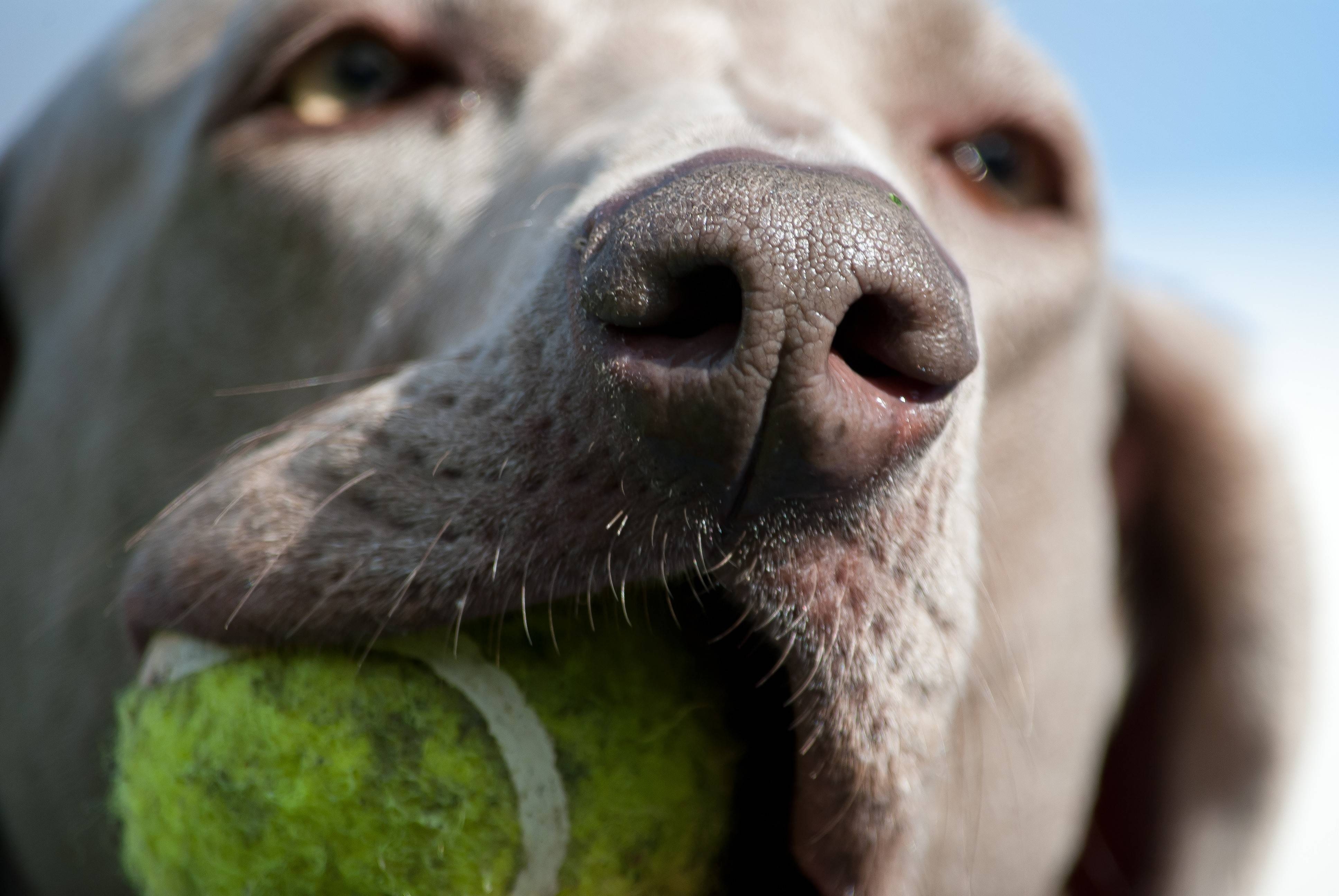 3880x2600 Weimaraner Dog, Desktop