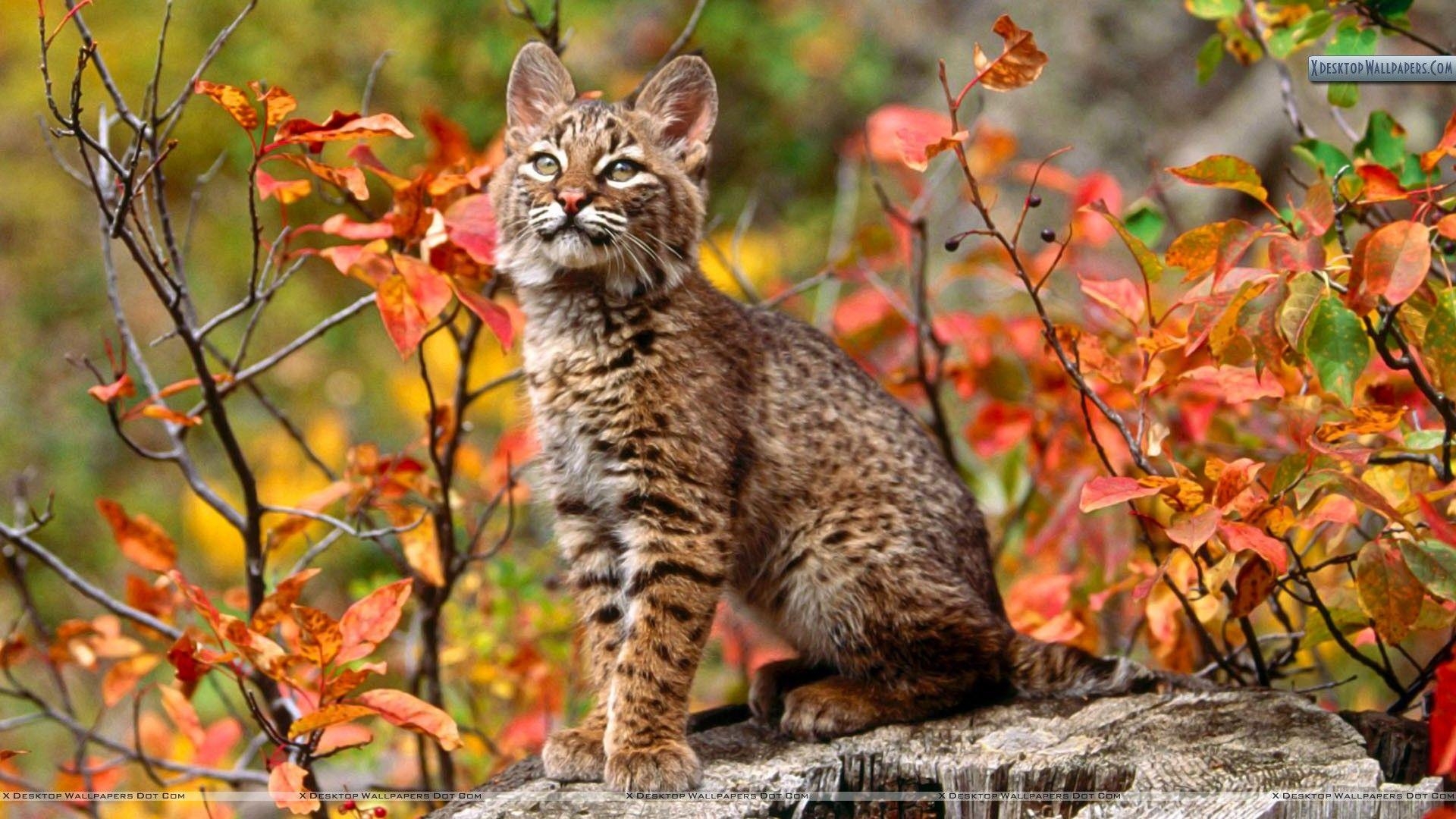 1920x1080 Bobcat Wallpaper, 40 Bobcat HD Wallpaper Background, GuoGuiyan, Desktop