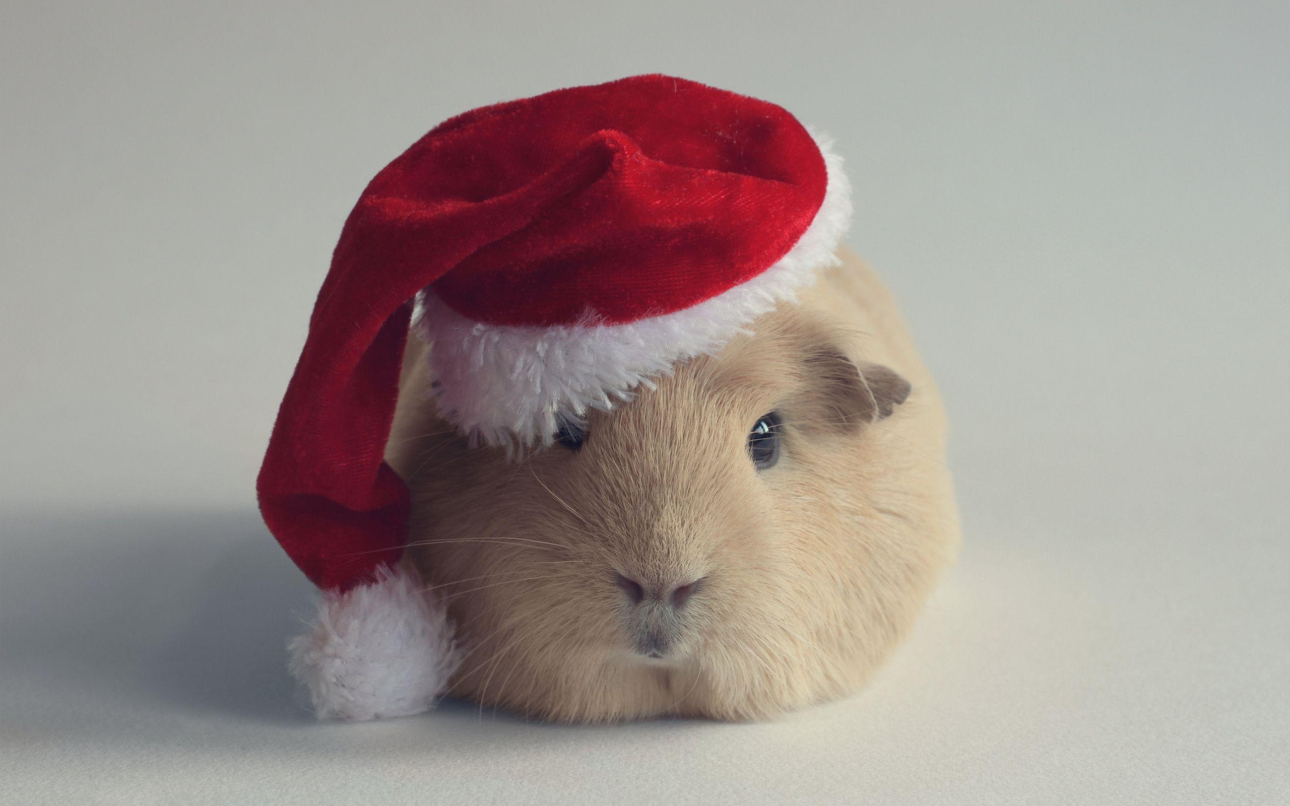 2560x1600 Xmas guinea pig Wallpaper, Desktop