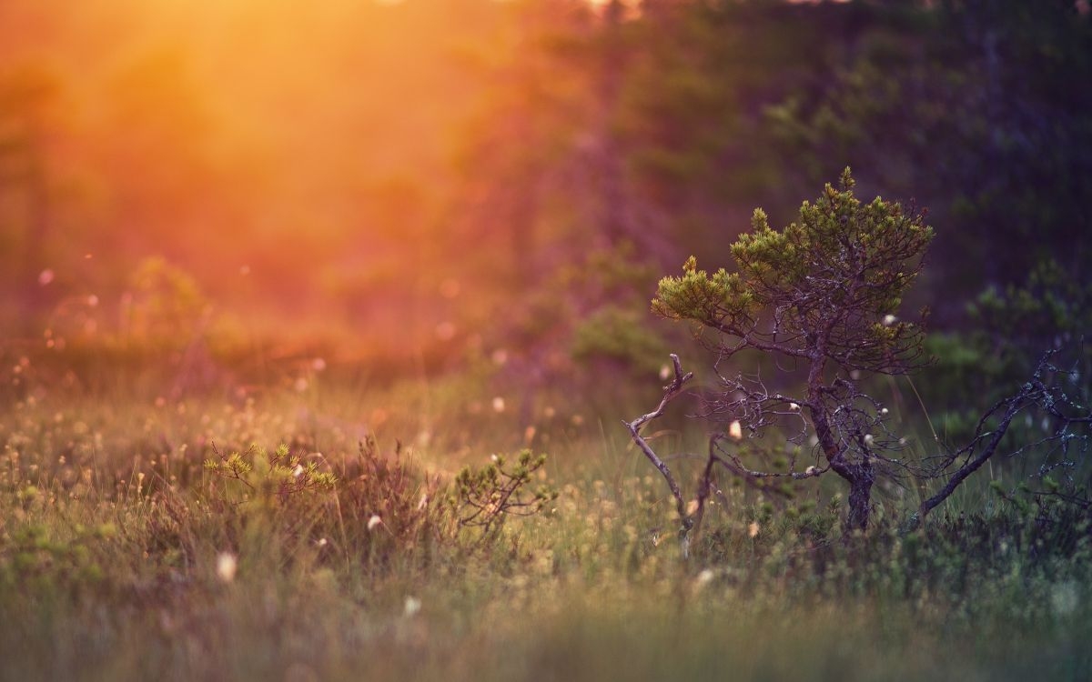 1200x750 Wallpaper Green Grass Field During, Desktop