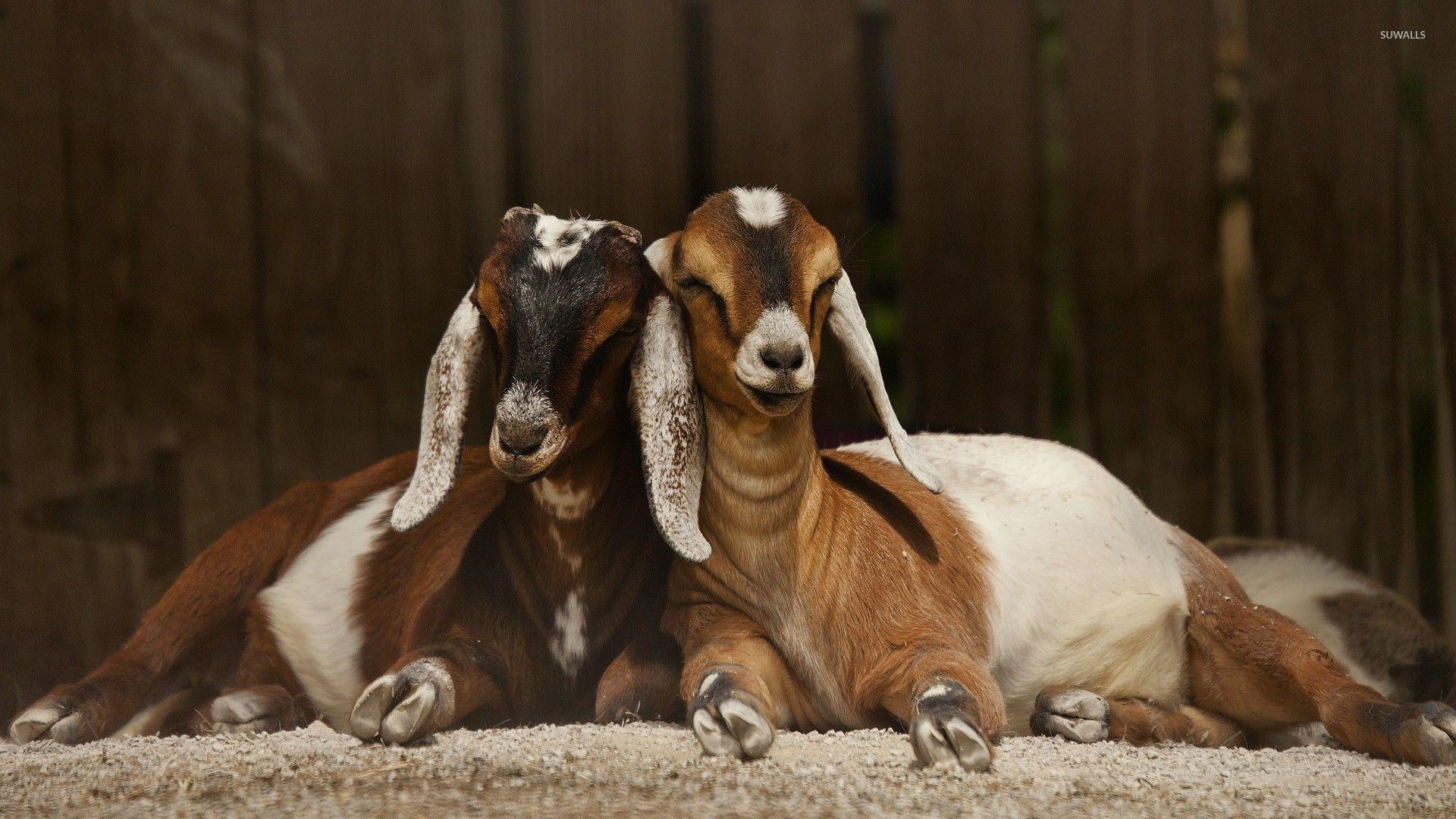 1920x1080 Goats wallpaper wallpaper, Desktop