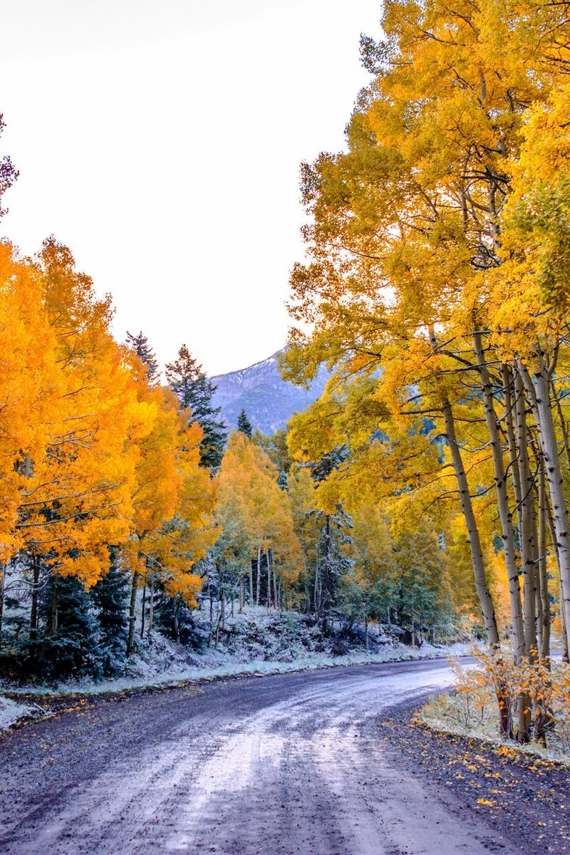 800x1200 Download Wallpaper  Aspen, Colorado, Usa, Trees, Fall, Twist Iphone 4s 4 For Parallax HD Background, Phone