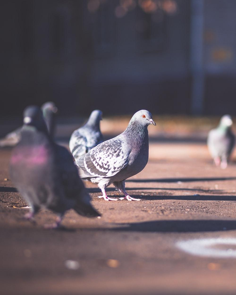 1000x1250 Pigeons Picture. Download Free Image, Phone