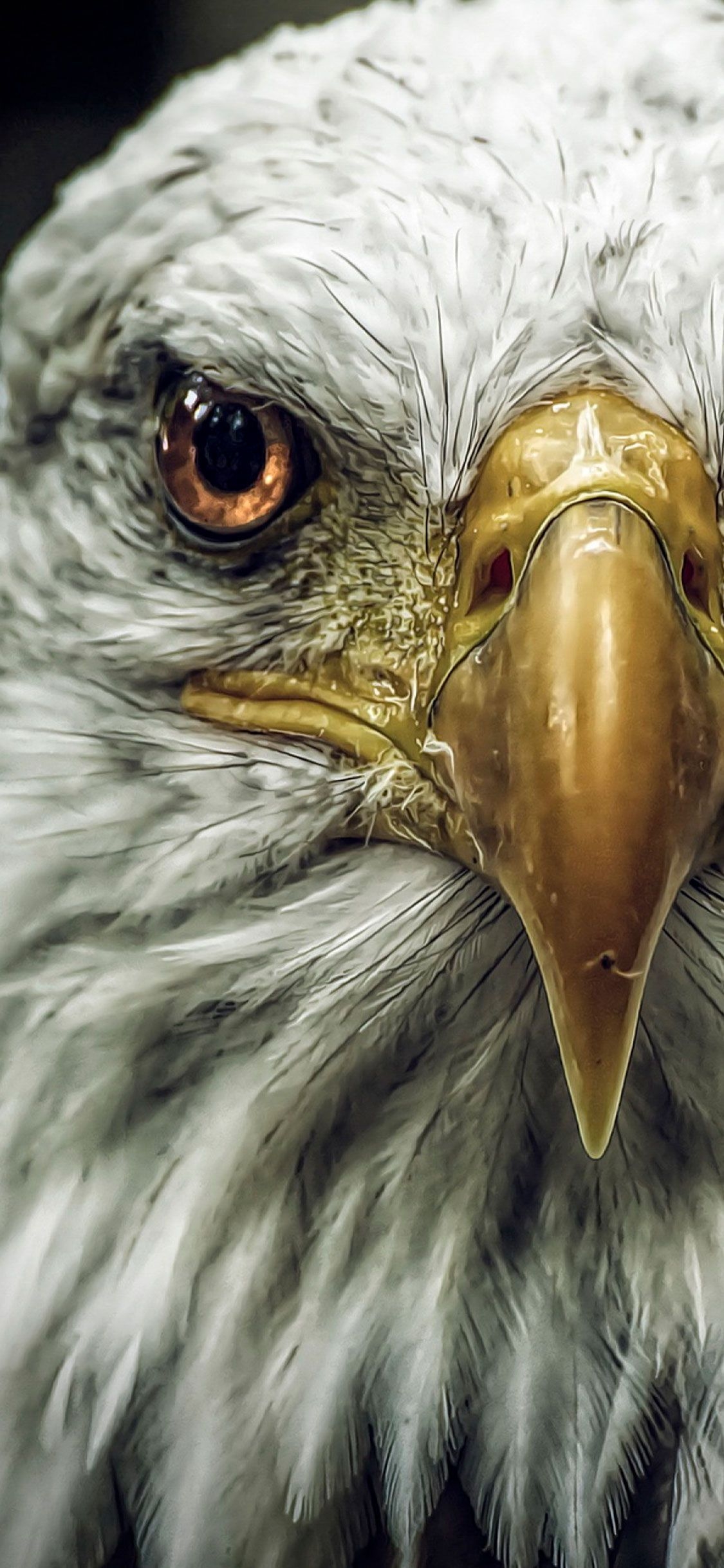 1130x2440 Eagle Wallpaper 4k iPhone. mywallpaper site. Eagle wallpaper, Eagle picture, Pet birds, Phone